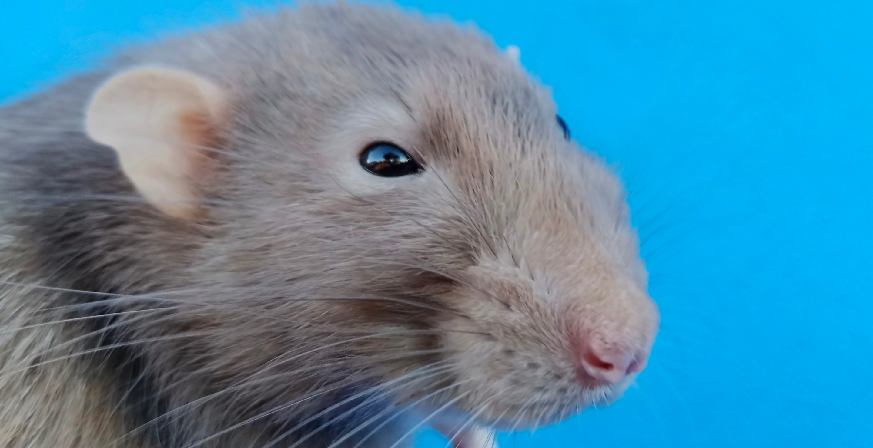 Chaos Breaks Out On Flight After Passengers Spot Rat In Plane Cabin