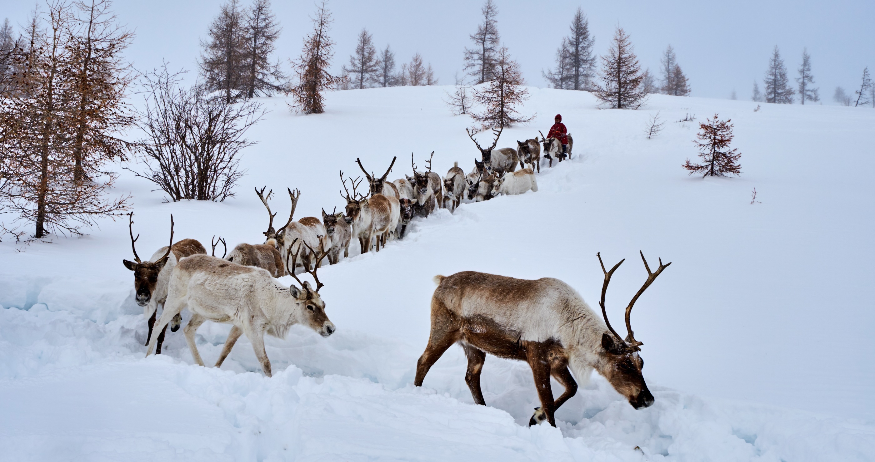 Colorado Ranch Makes Major Income By Renting Reindeer For The Holidays