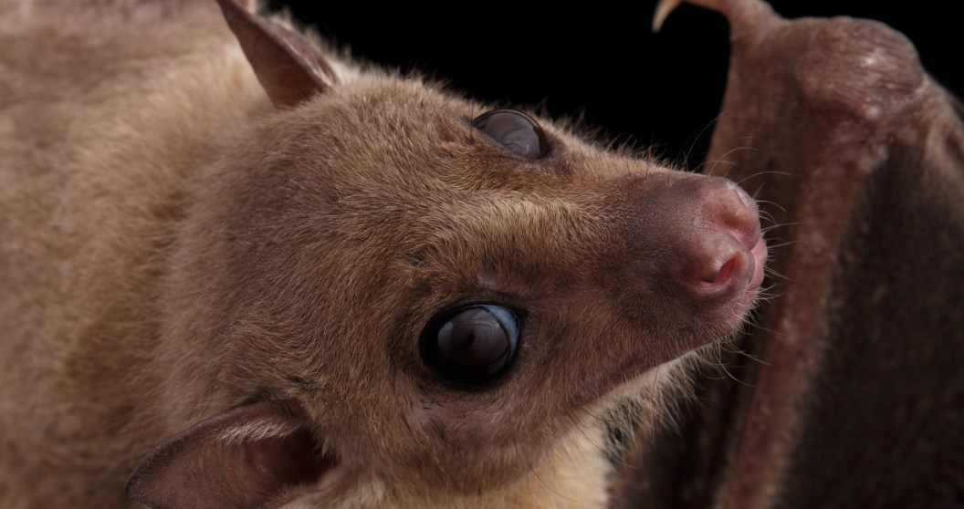 Experts Warn Of Deadly New Disease Linked To Bat Fungus In Las Vegas