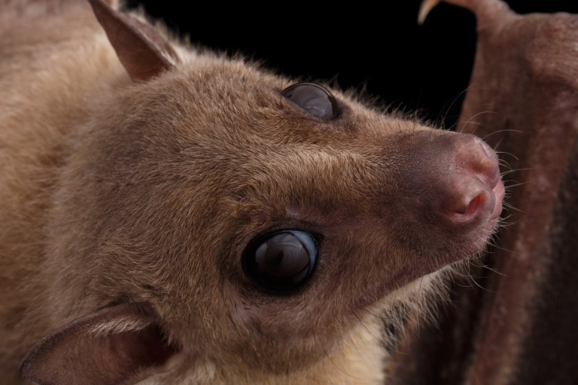 Experts Warn Of Deadly New Disease Linked To Bat Fungus In Las Vegas