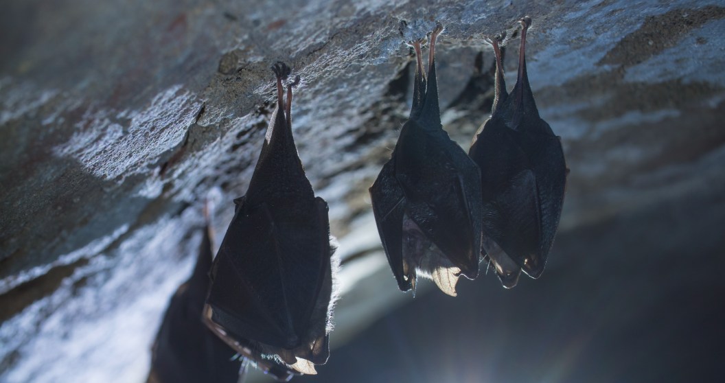 Experts Warn Of Deadly New Disease Linked To Bat Fungus In Las Vegas