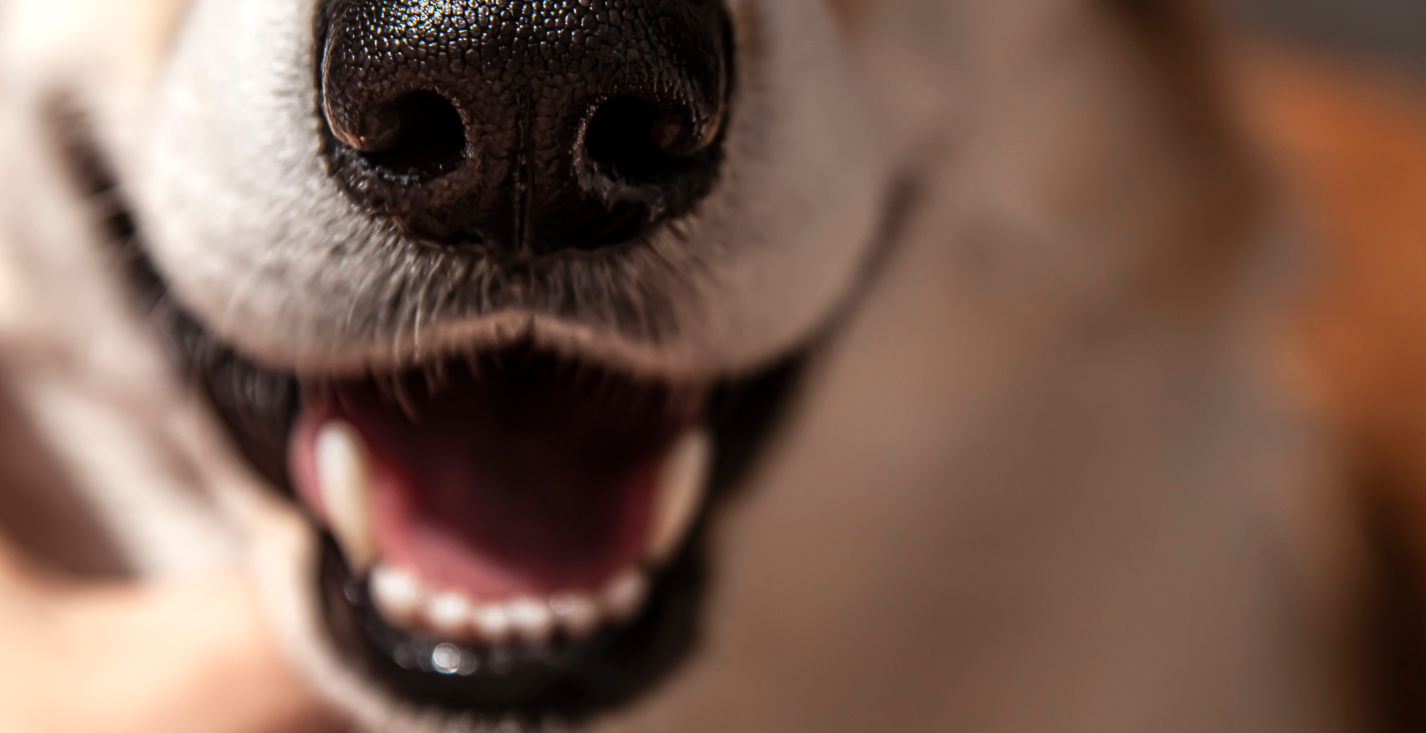 Hollywood Legend Says He Caught Dog Trying To Eat His Dentures