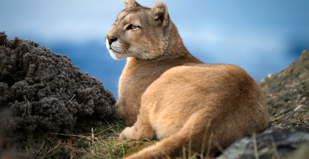 Joe Rogan Blames City Officials For Allowing Mountain Lions To Eat Pets