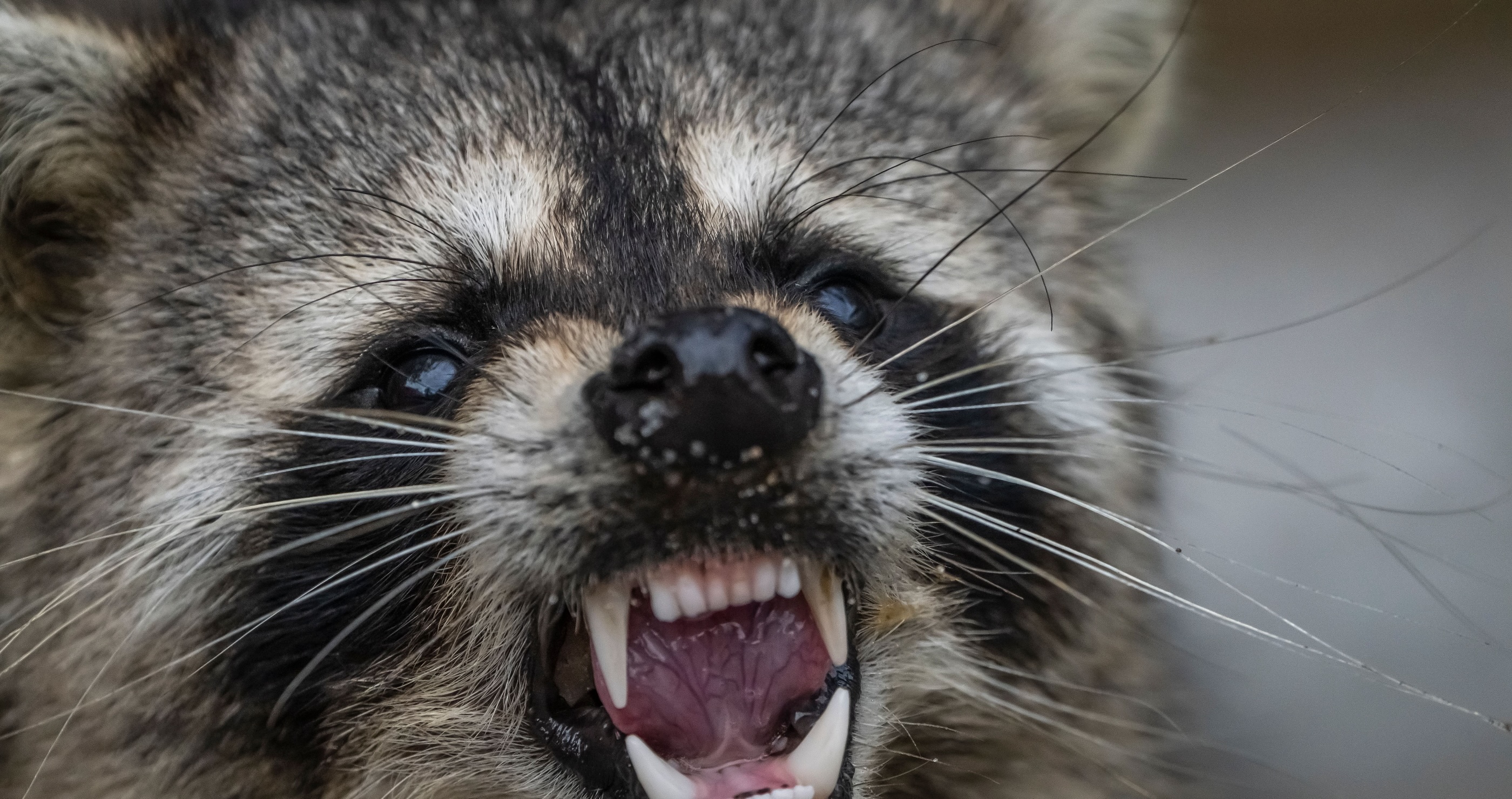 Man Rescues Rabid Raccoon Then Gets Bit In The Face