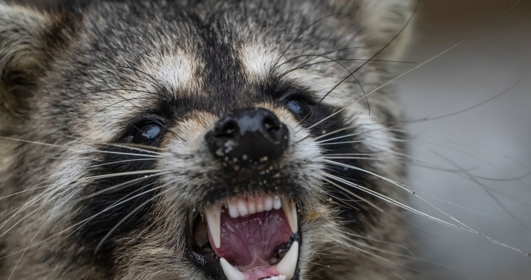 Man Rescues Rabid Raccoon Then Gets Bit In The Face
