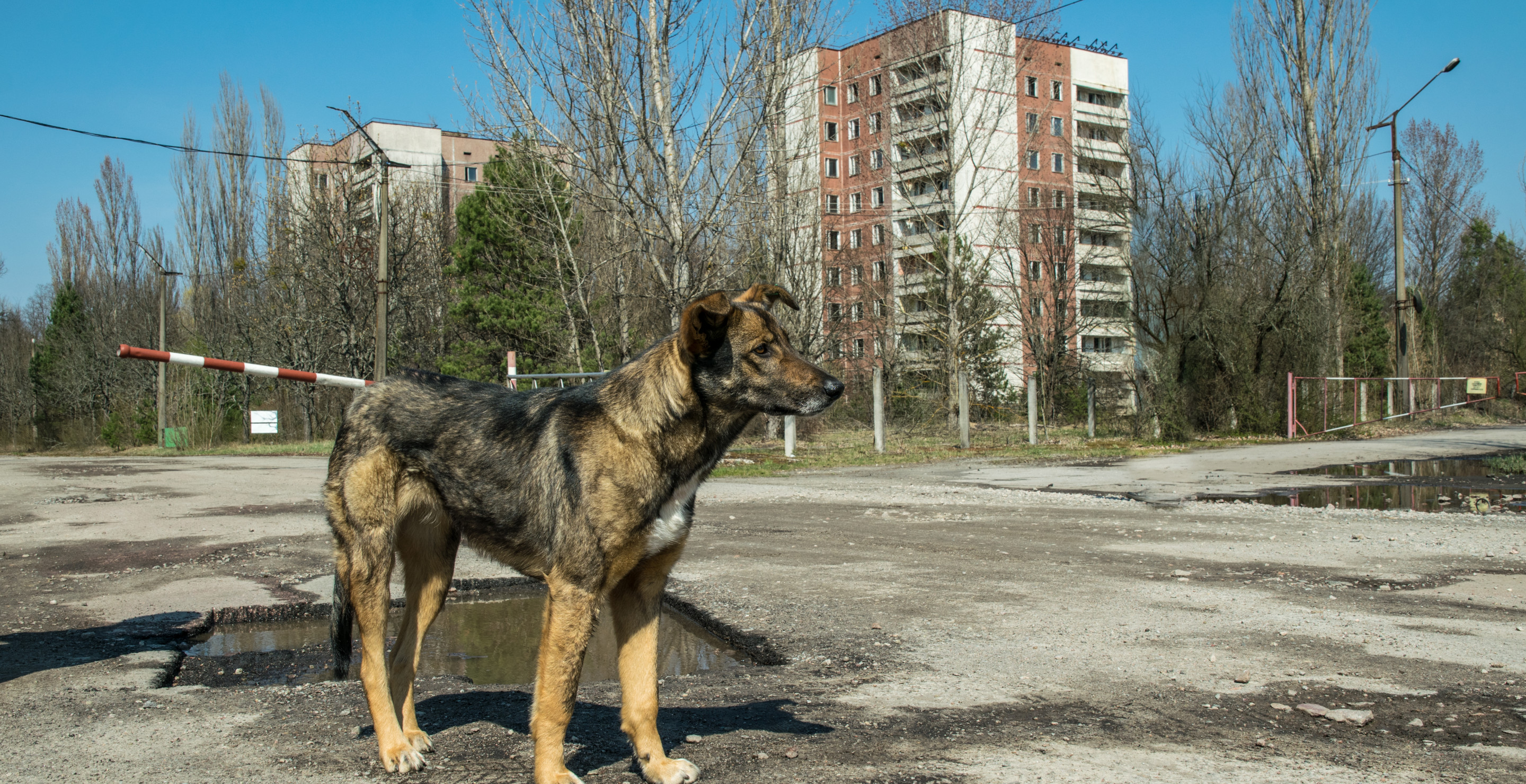 No There's Not Radioactive Dogs At Chernobyl: The Truth Behind Blue Canines