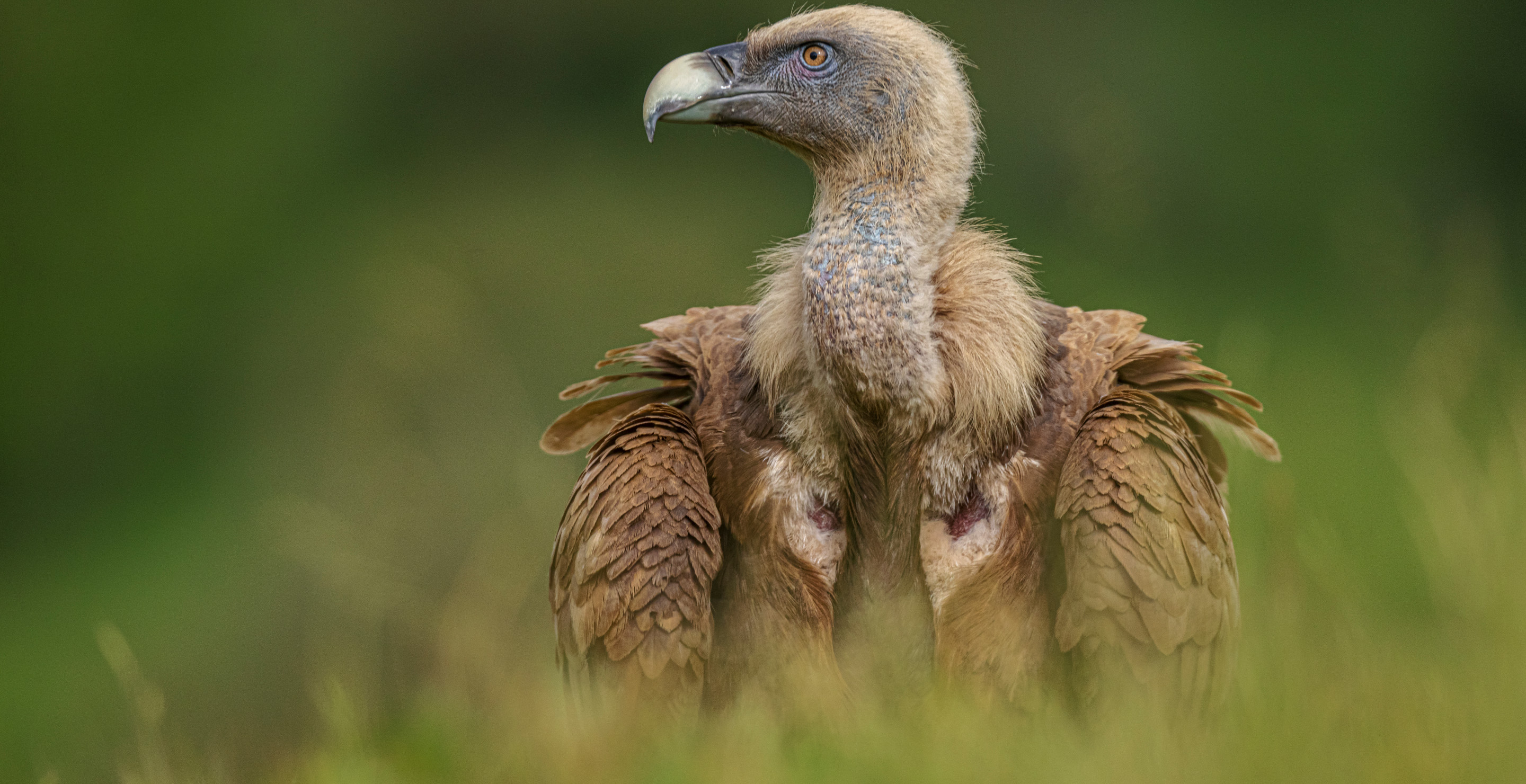Over 70 Vultures Found Dead On School Campus In Ohio
