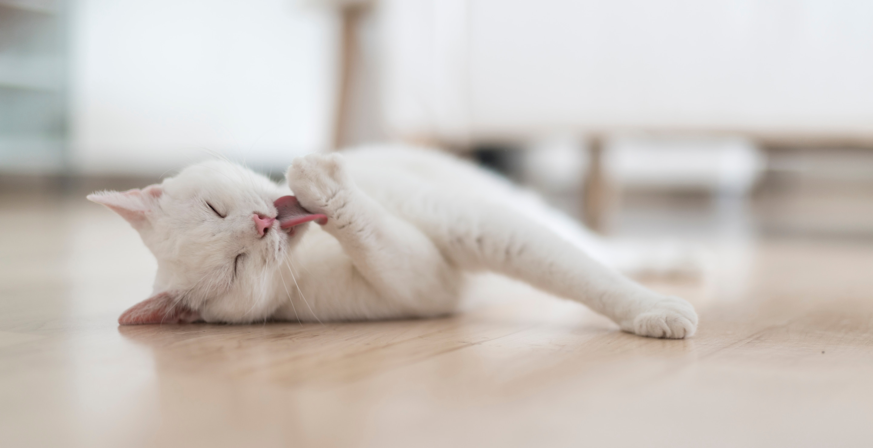 Pet Owner Calls Spending $25K To Clone Her Cat One Of The Best Decisions She's Made