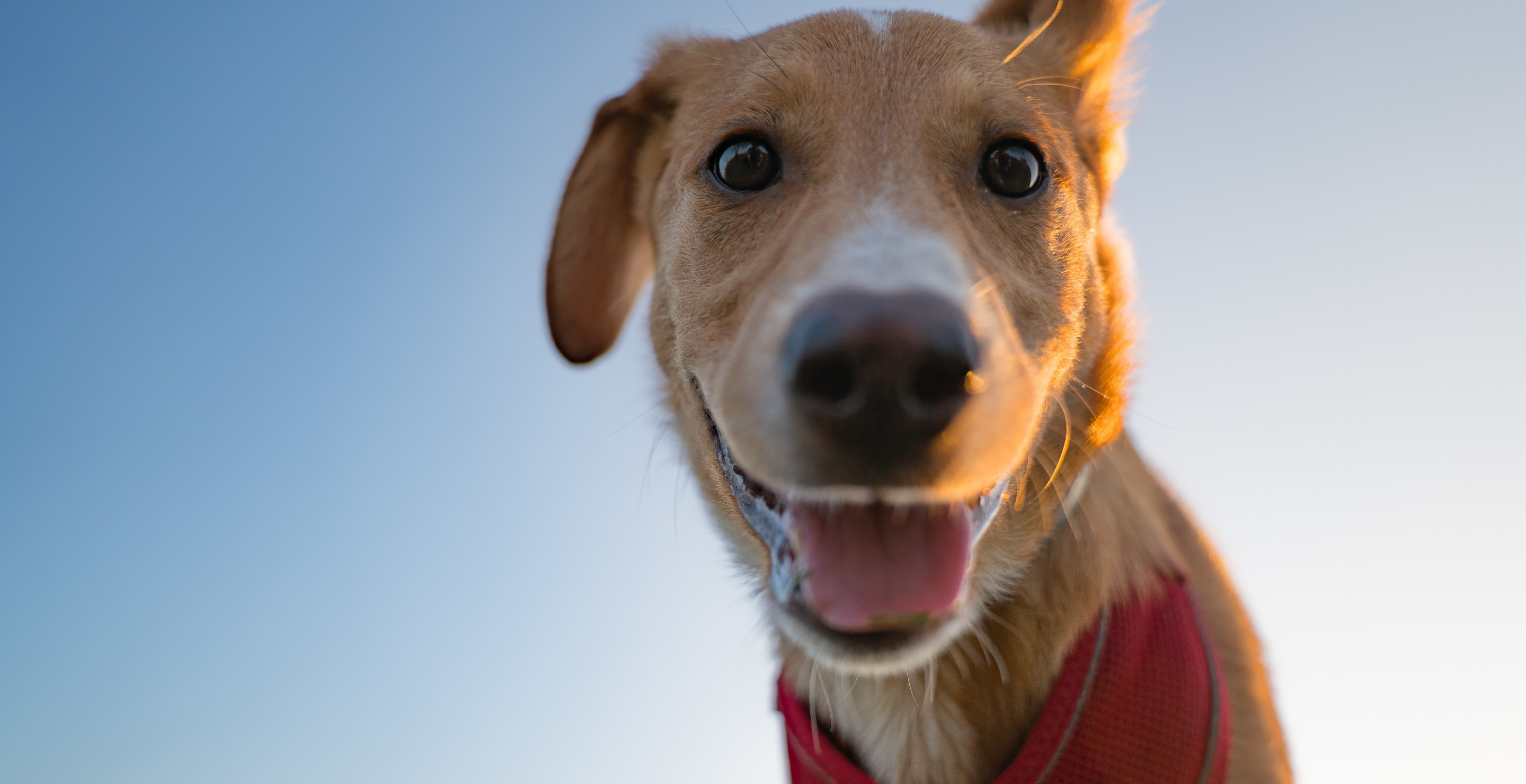Pet Owner Notices Dog Acting Strange Around Her Then She Got A Major Health Scare