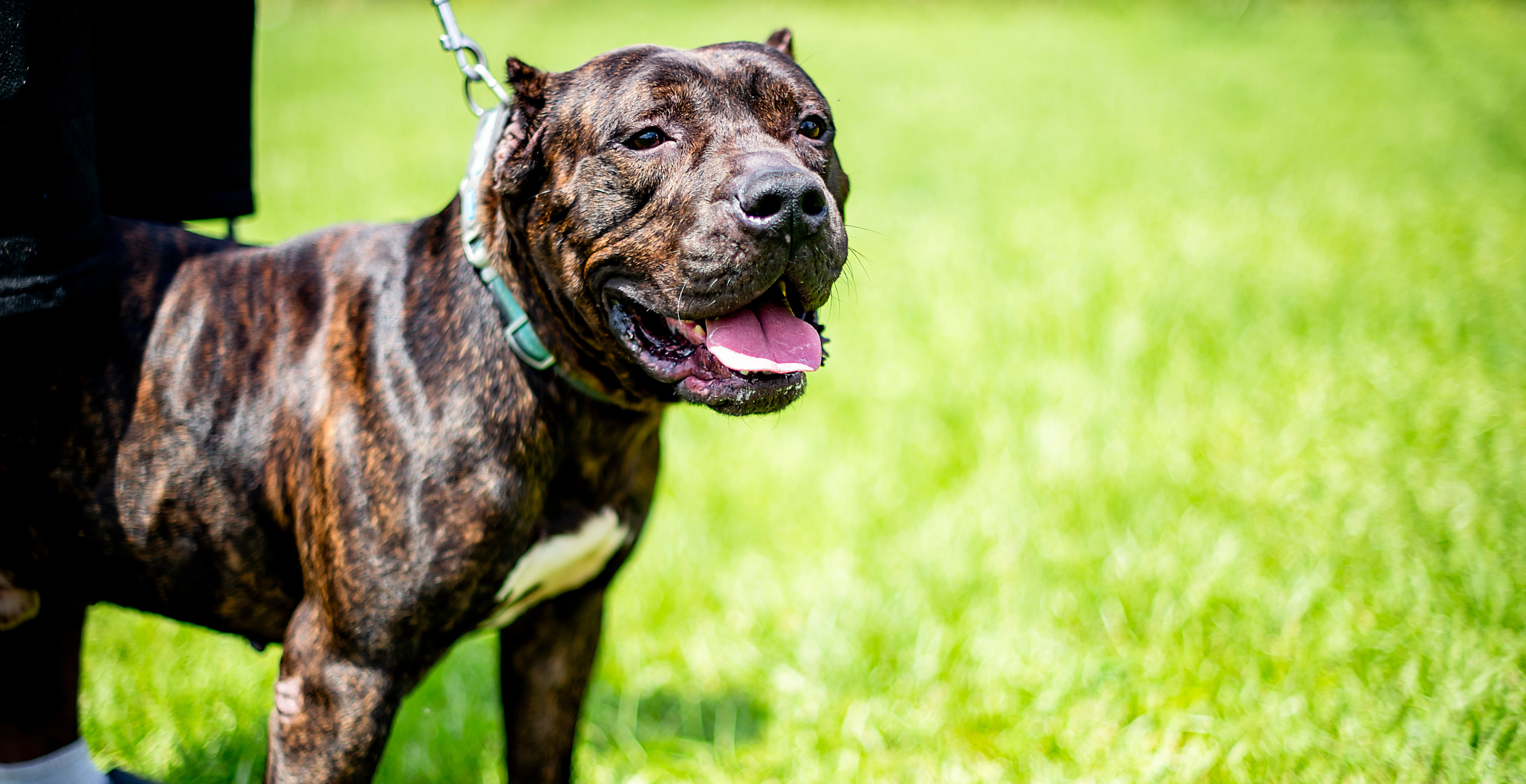Pit Bull Found Chained To Tree In Woods In Freezing Conditions, Rescued By Kind Stranger