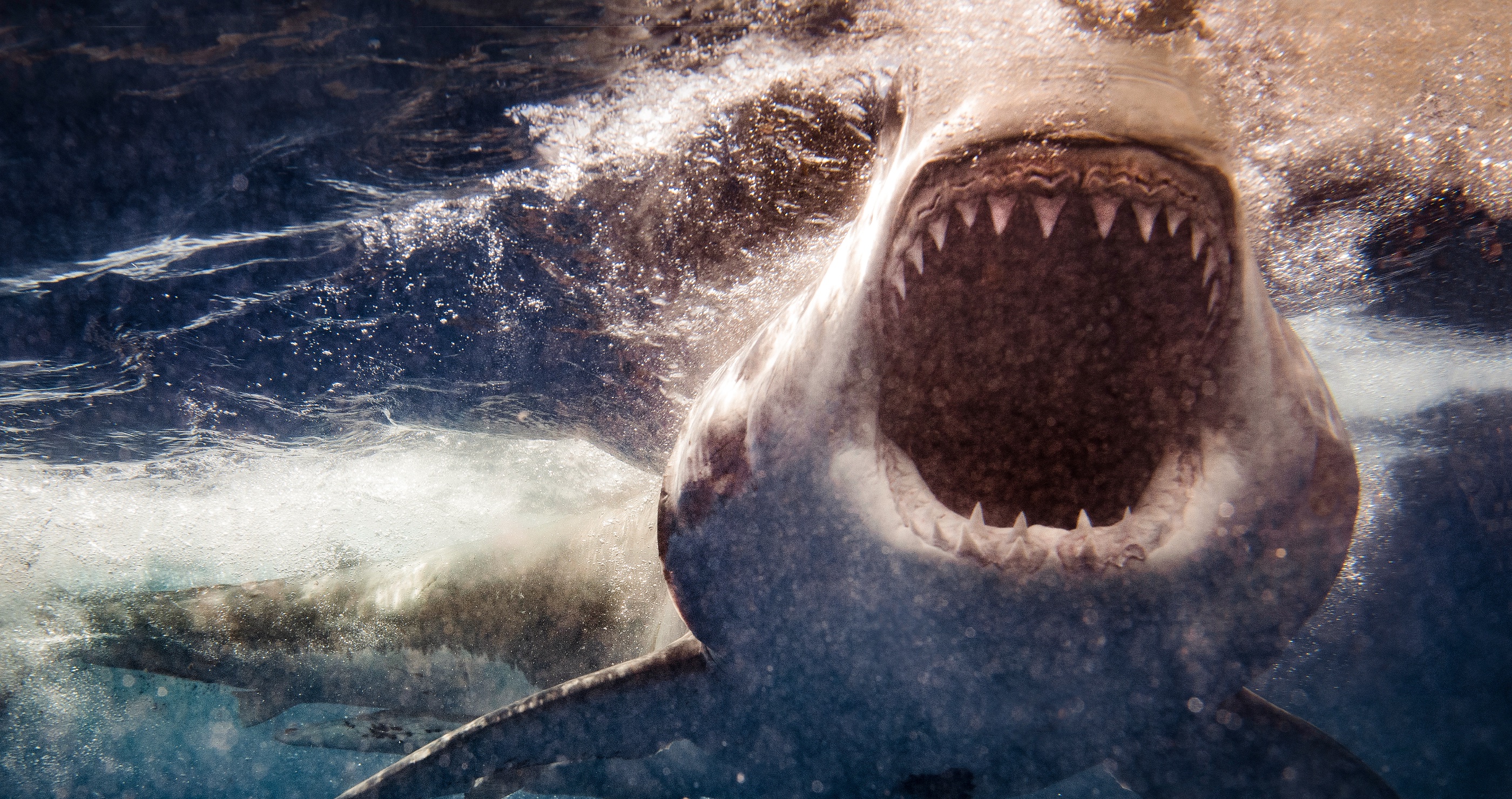 Researchers Find Evidence Of A Monstrous Shark That Existed Before Megalodon