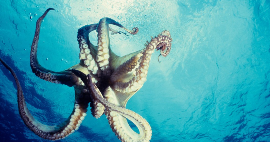 Researchers Surprised When Rare Seven-Armed Octopus Washes Up In Scotland
