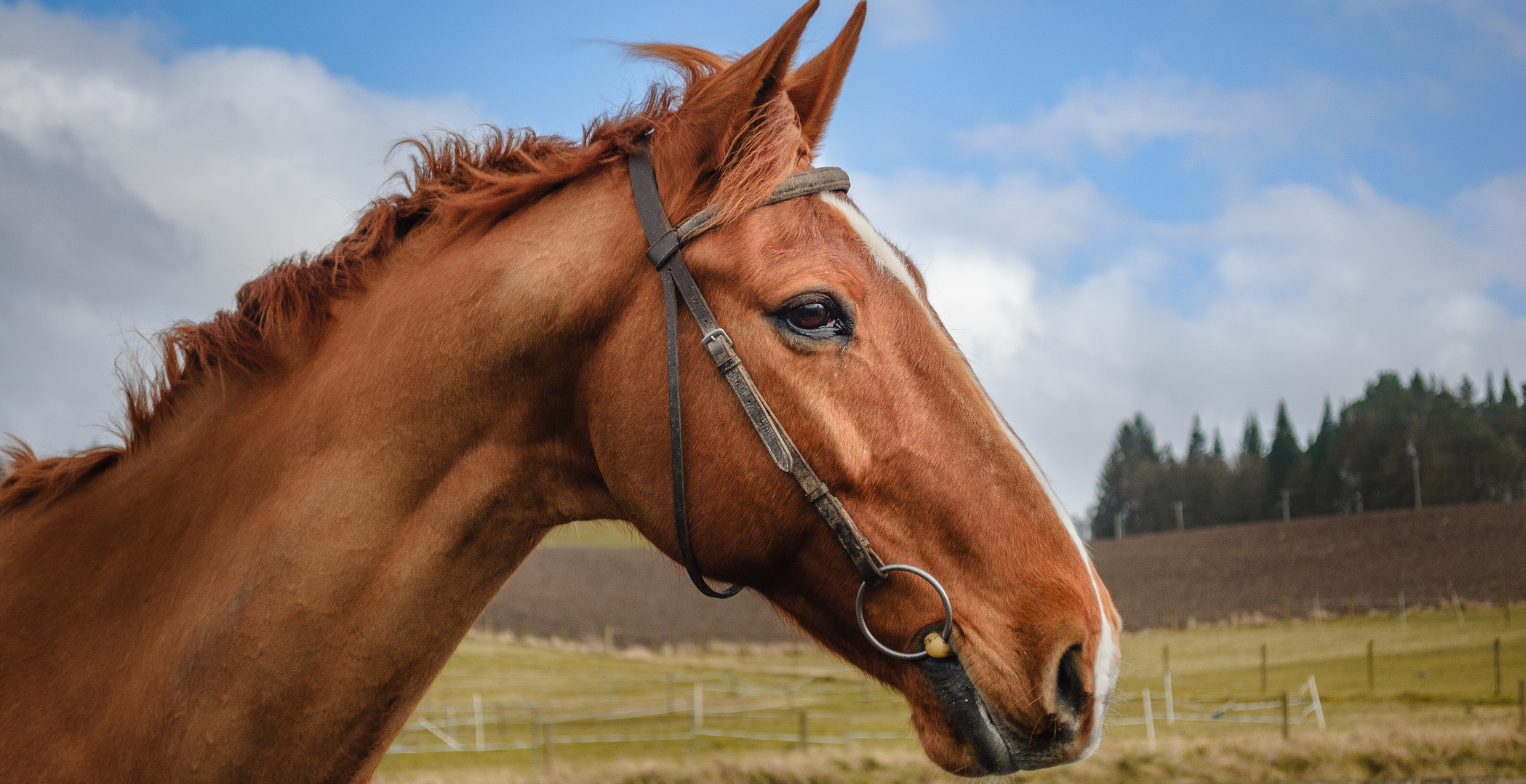 Woman Details Grueling Crawl For Help After Horse Collides With Cyclist On Massachusetts Trail