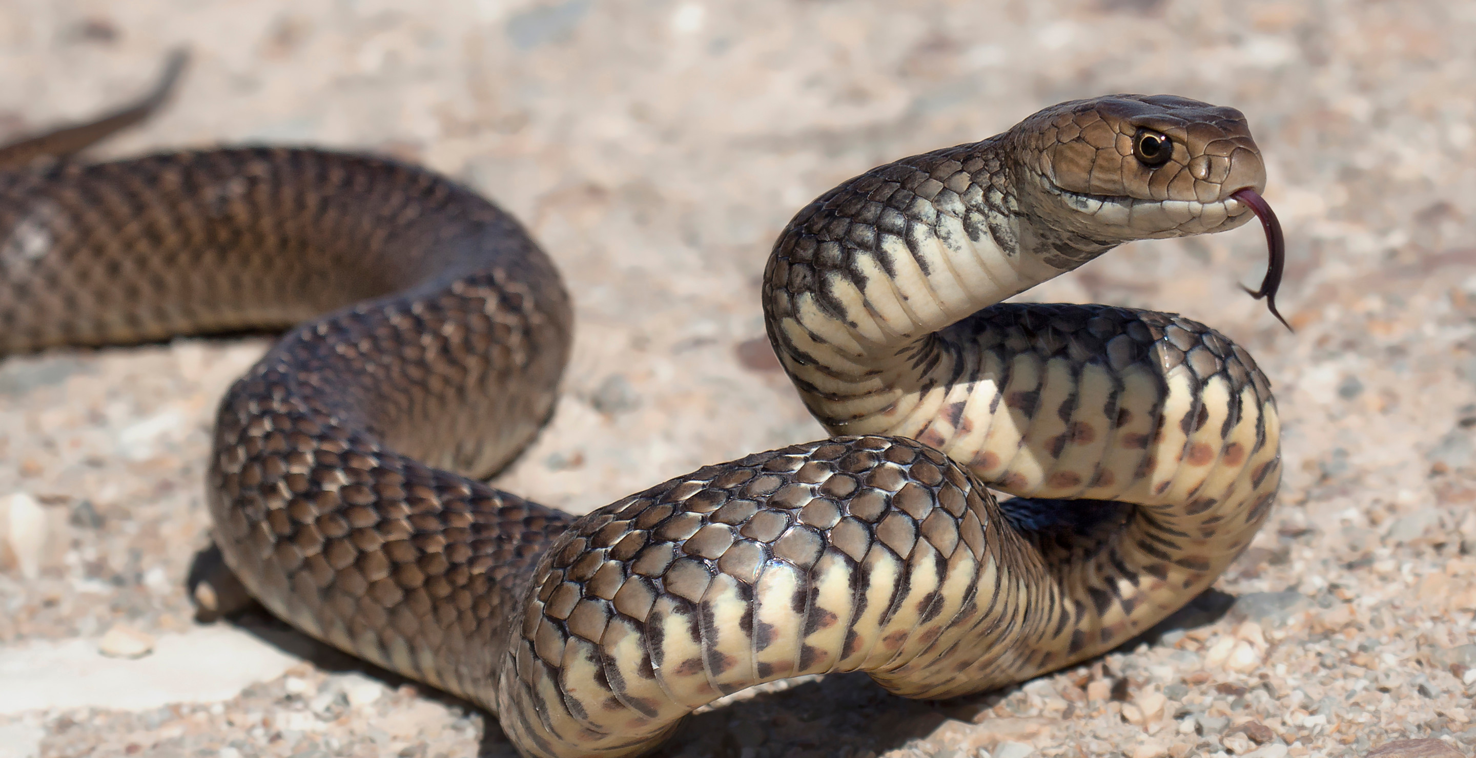 Woman Went For A Walk, Looked Down To See An Extremely Deadly Snake Wrapped Around Her Foot