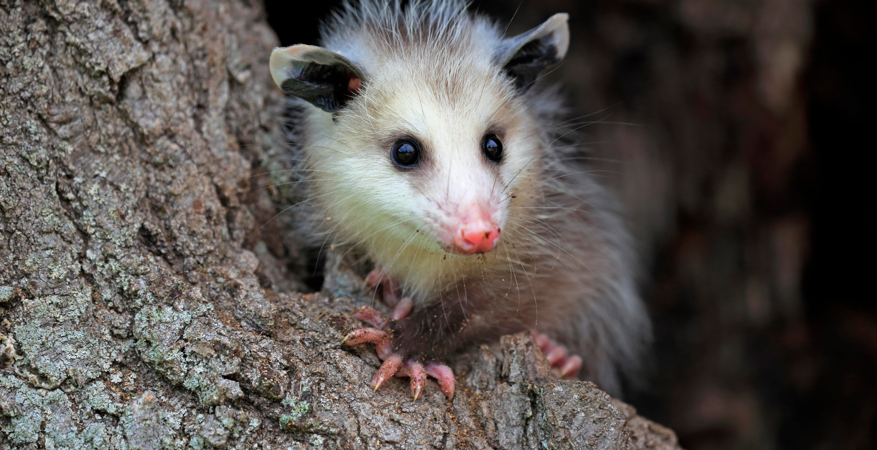 16-Year-Old Goes Viral For Catching Opossum And Bringing It To Parents