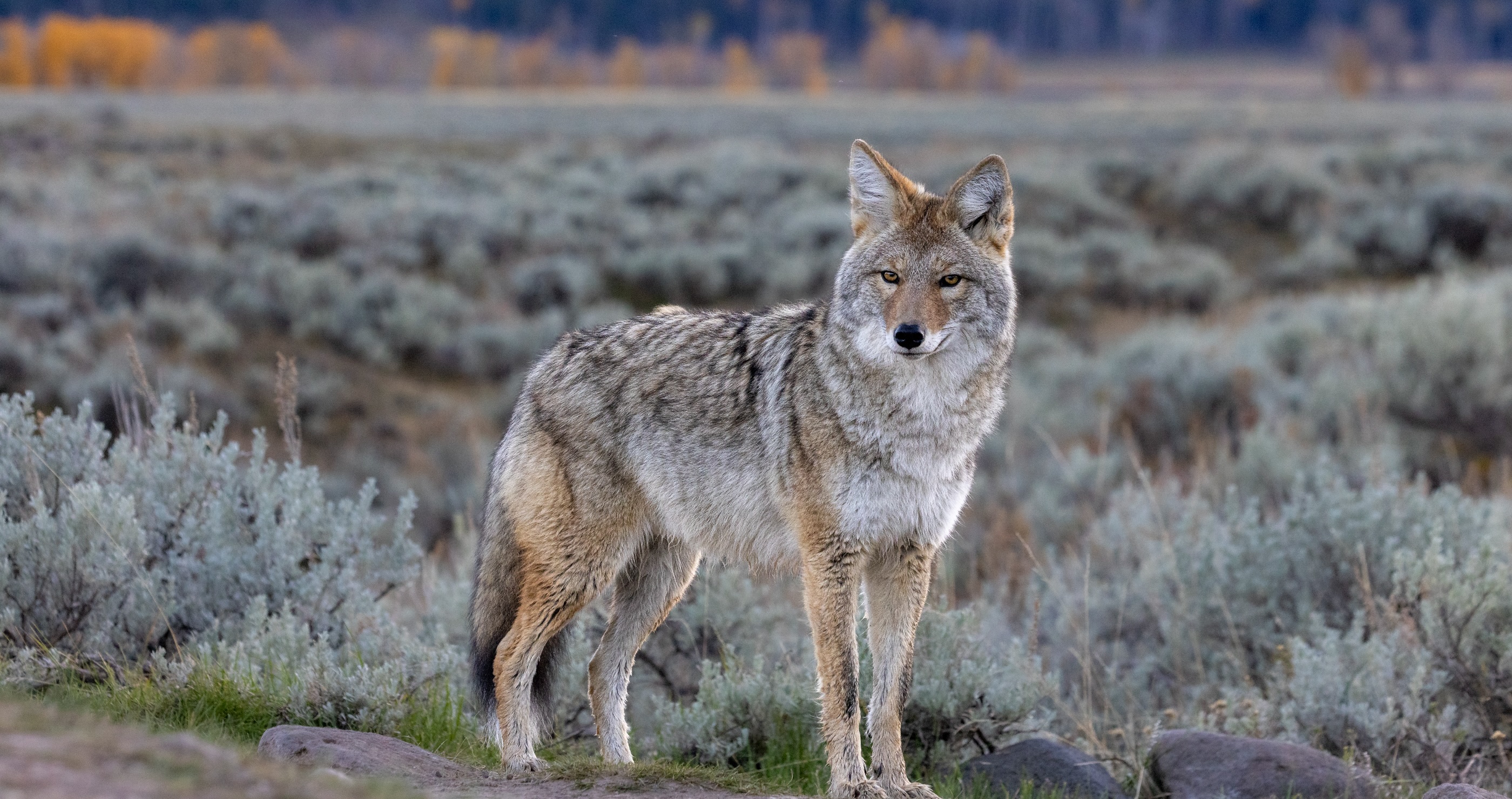 Colorado Group Is Infuriated By Relocation Of Prairie Dogs, Claim Coyotes Are Now Eating Pets