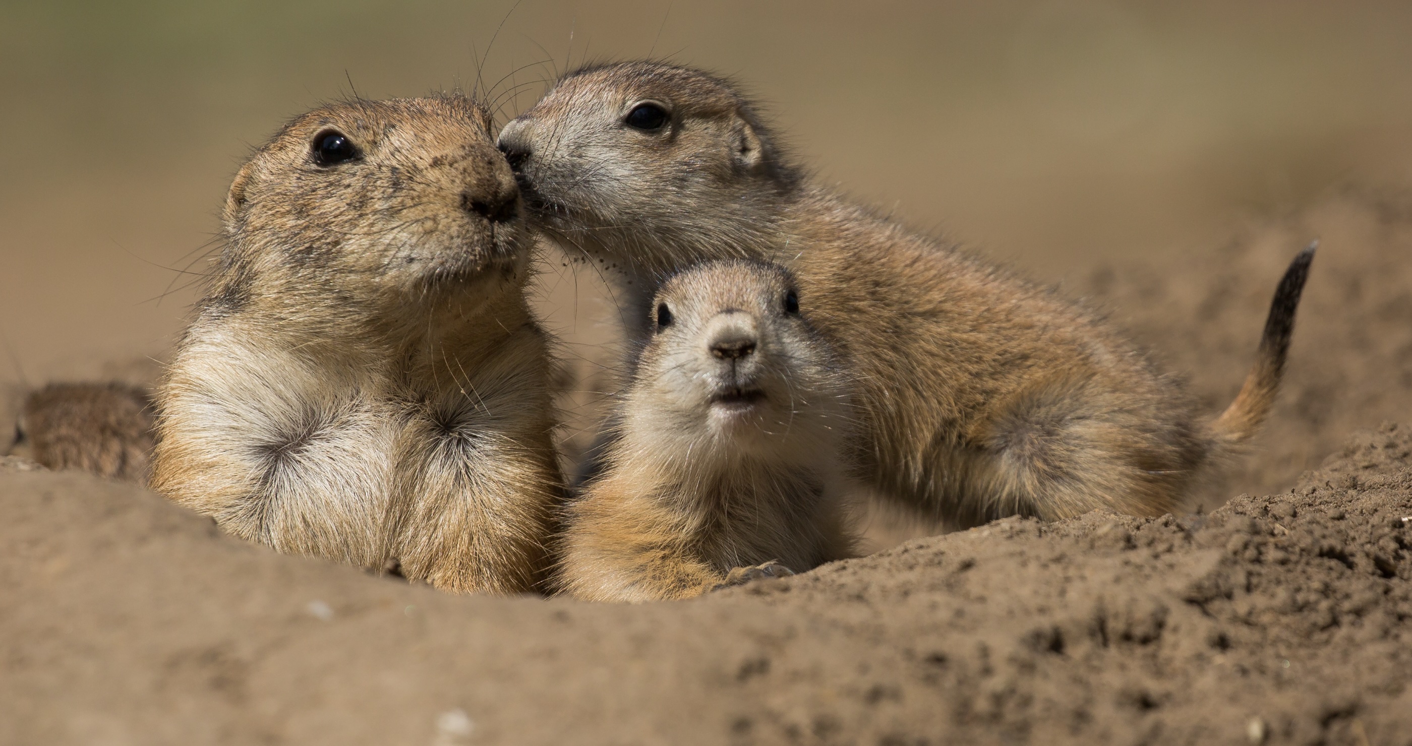 Colorado Group Is Infuriated By Relocation Of Prairie Dogs, Claim Coyotes Are Now Eating Pets