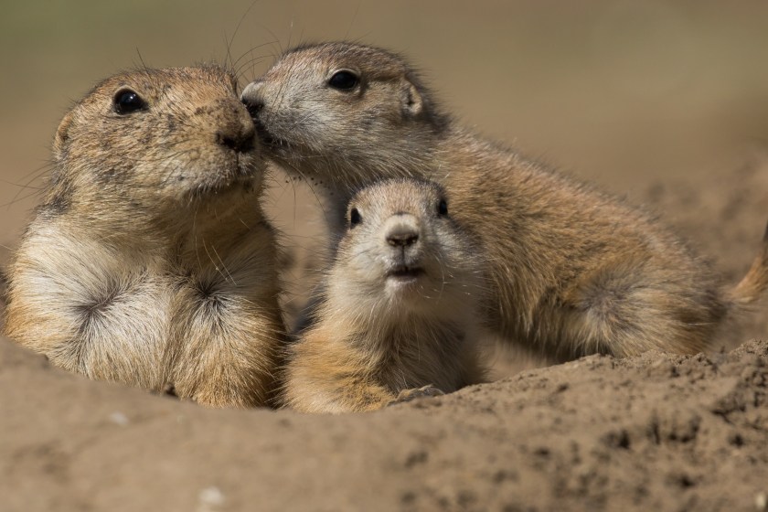 Colorado Group Is Infuriated By Relocation Of Prairie Dogs, Claim Coyotes Are Now Eating Pets