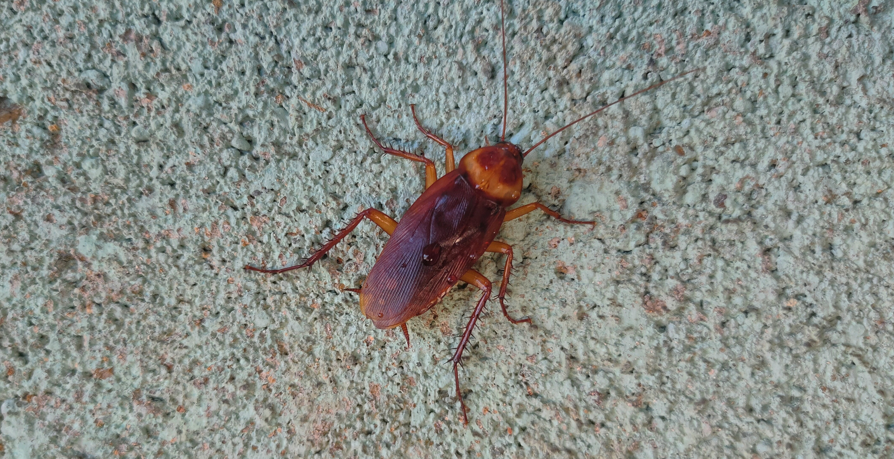 Do You Have A Jilted Ex? Name A Cockroach After Them This Valentine's Day