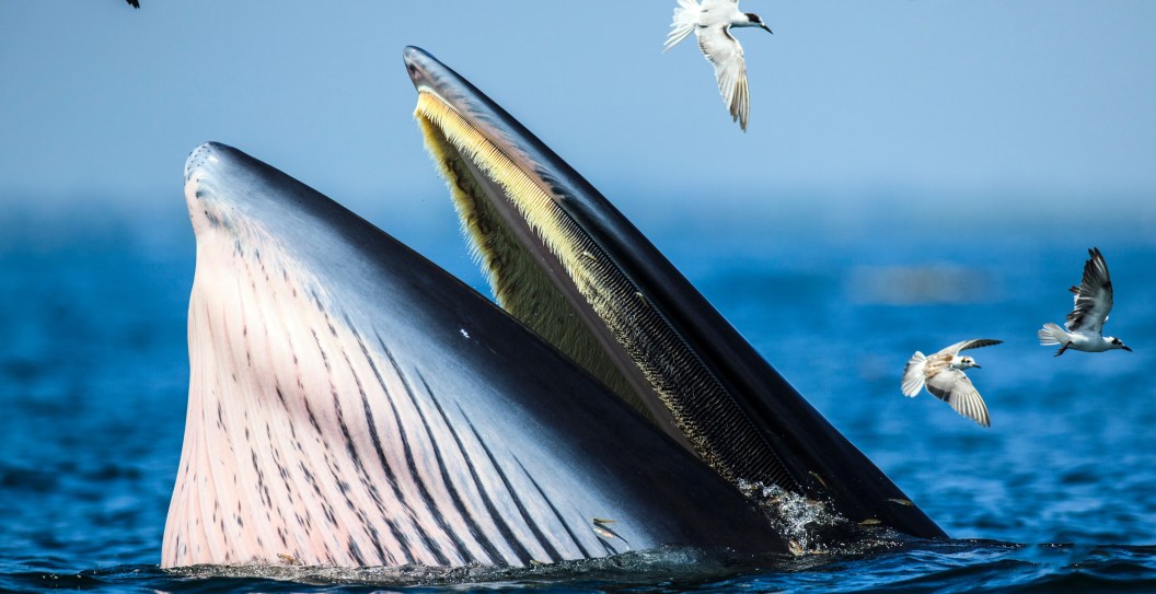 Free Divers Have Extremely Close Encounter With A Hungry Whale