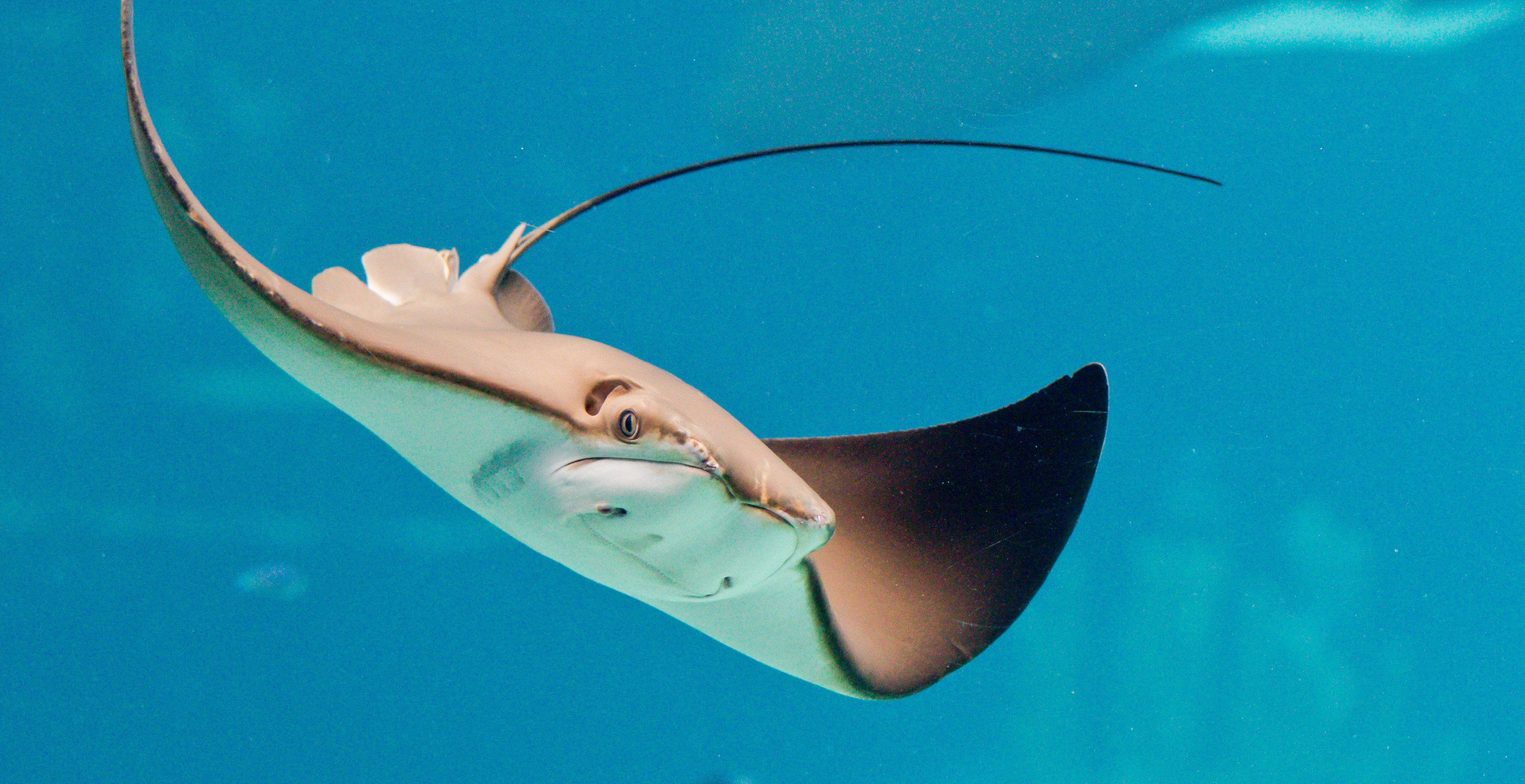 Man Suffers Near-Fatal Stingray Injury While Training For Surf Event
