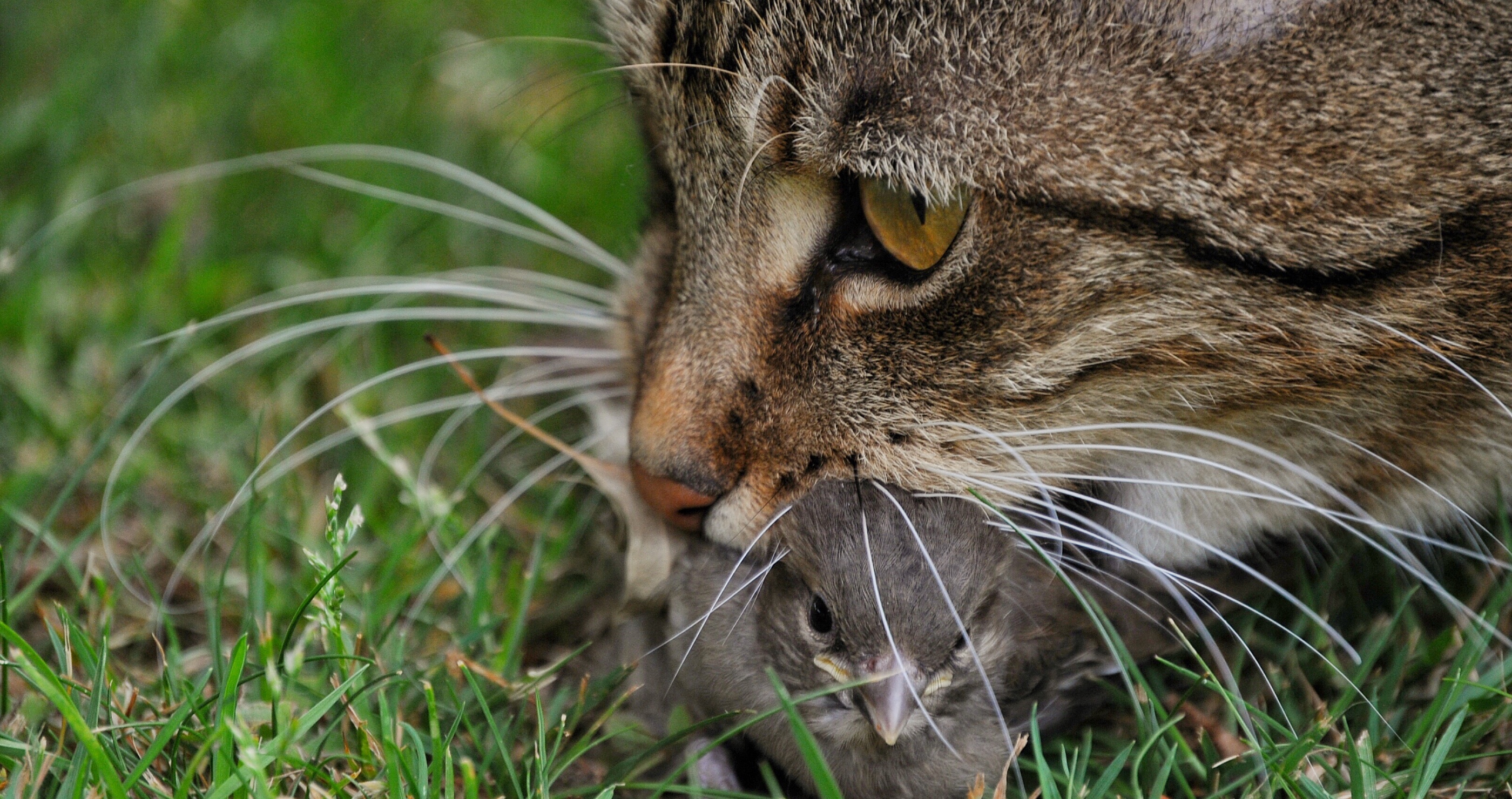 Many Mammals In Australia Face Extinction: Could Feral Cats And Foxes Be To Blame?