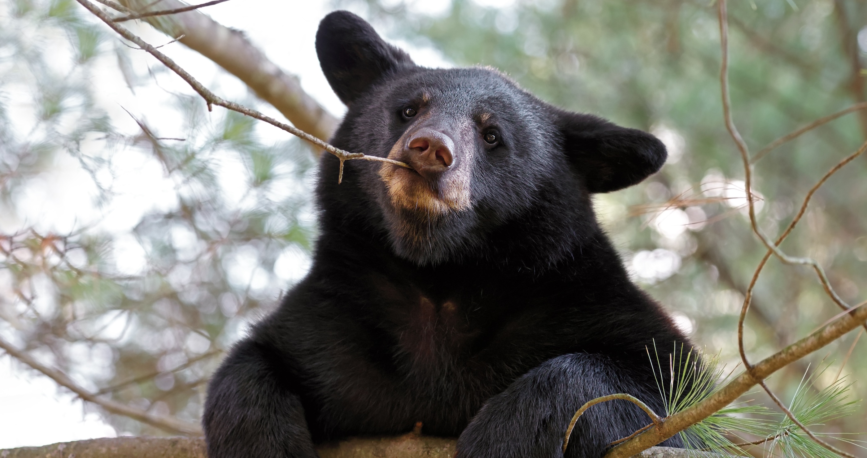 Poor Wyoming Bear Is Still Out And About Confused By The Warm Weather