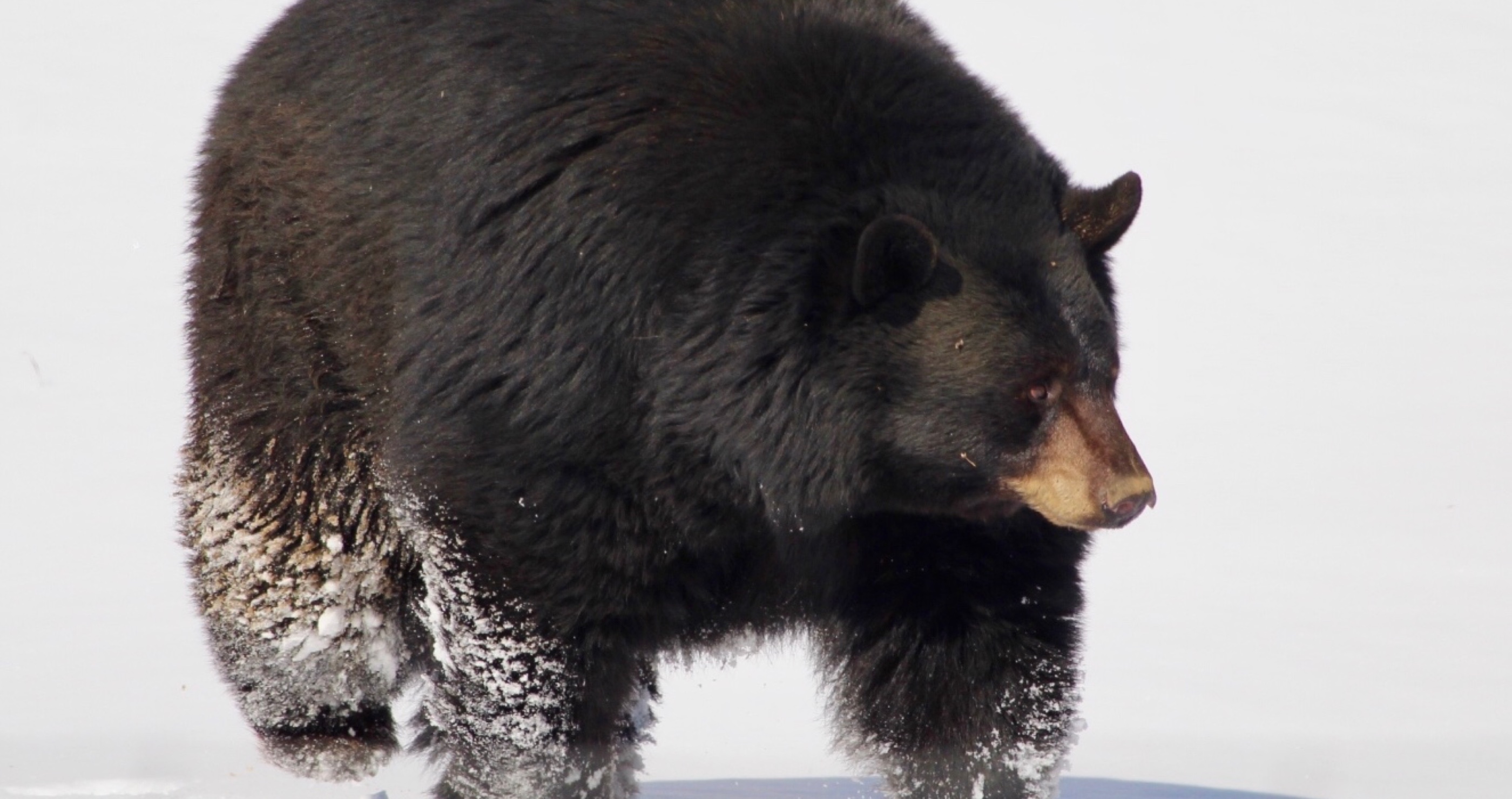 Poor Wyoming Bear Is Still Out And About Confused By The Warm Weather
