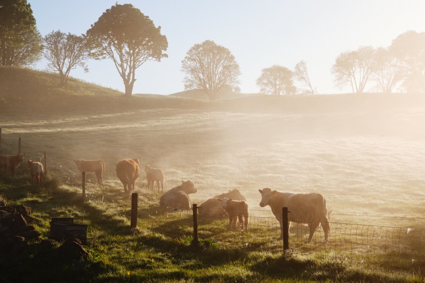 Scientists Were Amazed By This One Cow Who Showed Off Her New Skill