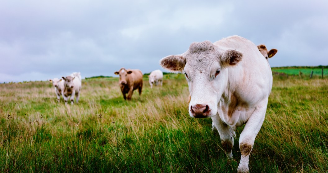 Scientists Were Amazed By This One Cow Who Showed Off Her New Skill