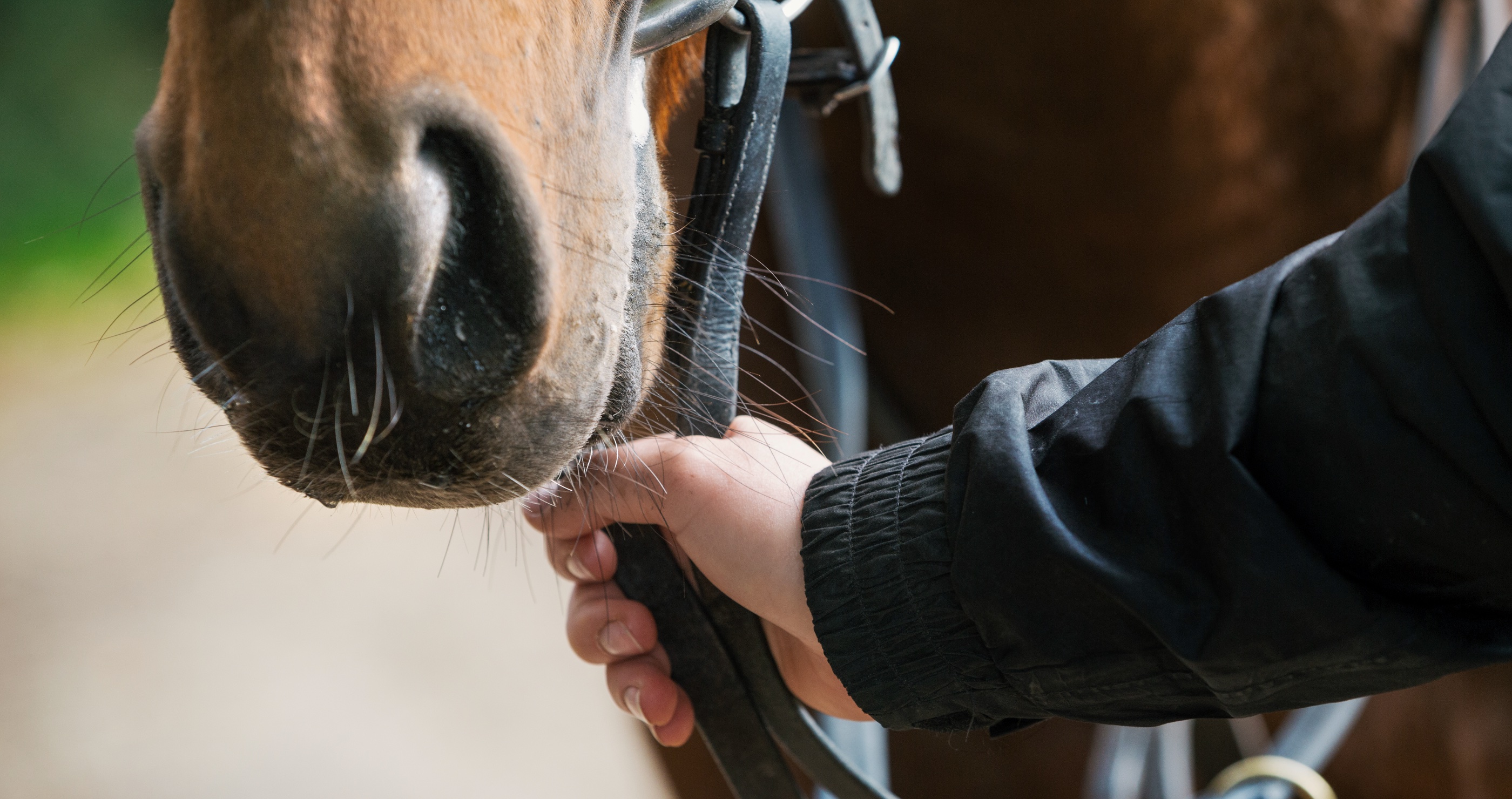 Texas Man Causes Online Debate After Riding His Horse Through A Target Store 