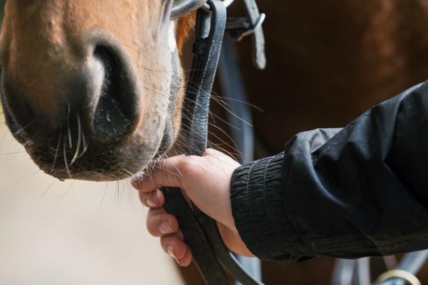 Texas Man Causes Online Debate After Riding His Horse Through A Target Store