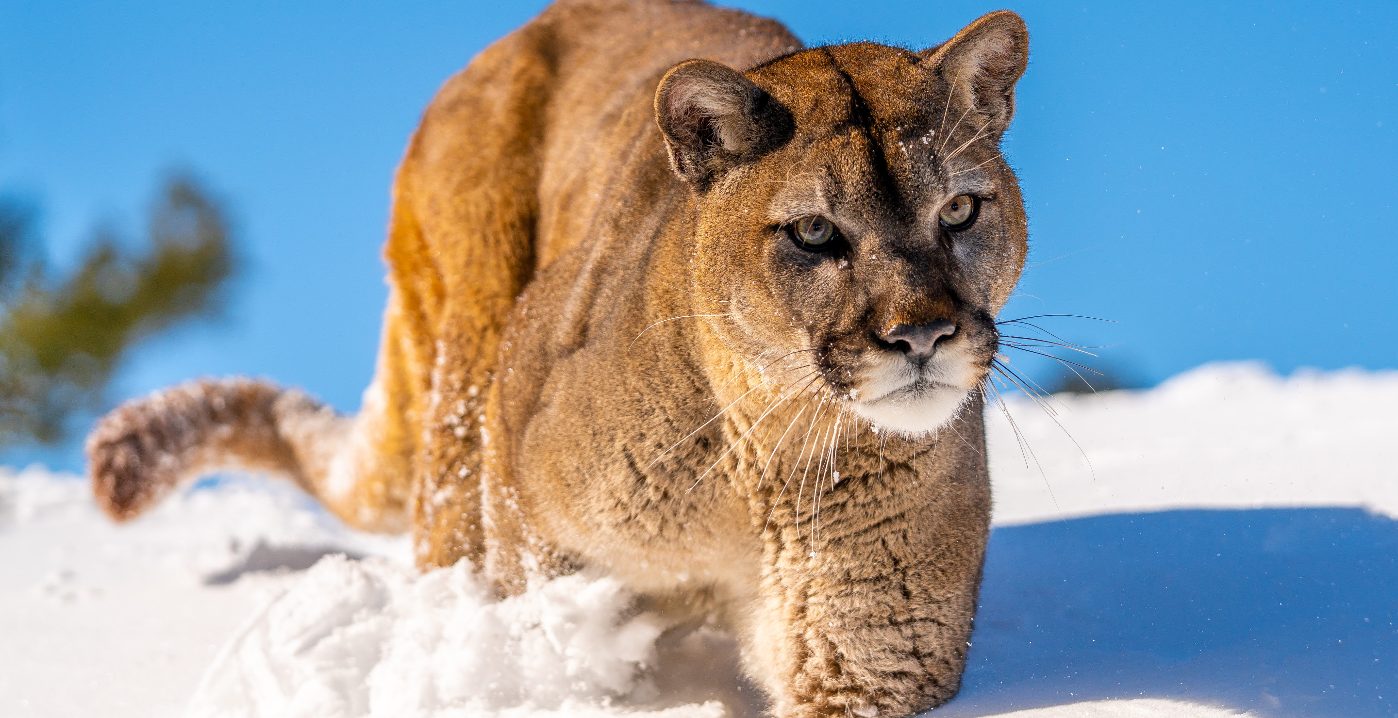 Woman Killed In Mountain Lion Attack, First Fatality In US State Since 1999