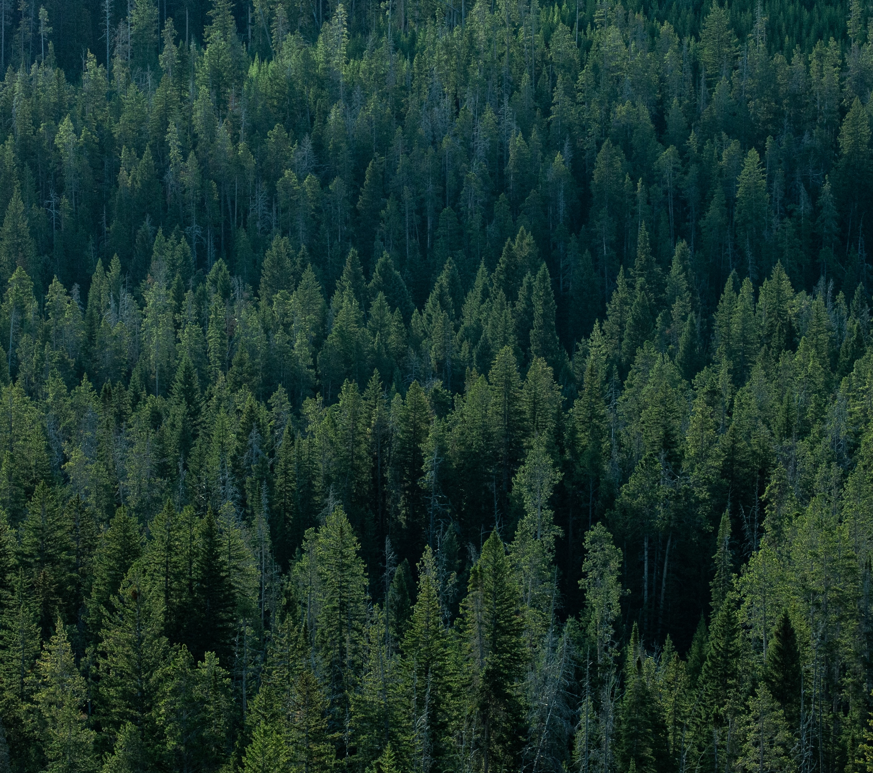 Wyoming's Forests Are Now Dominated By 'Ghost Forests' What This Means