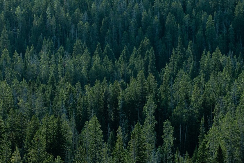 Wyoming's Forests Are Now Dominated By 'Ghost Forests' What This Means