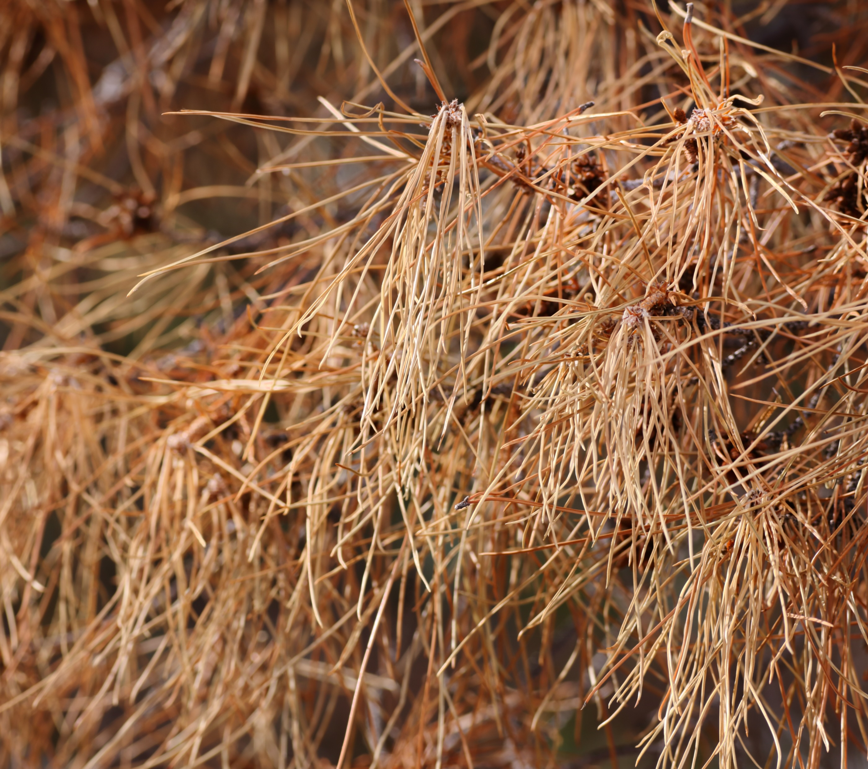 Wyoming's Forests Are Now Dominated By 'Ghost Forests' What This Means