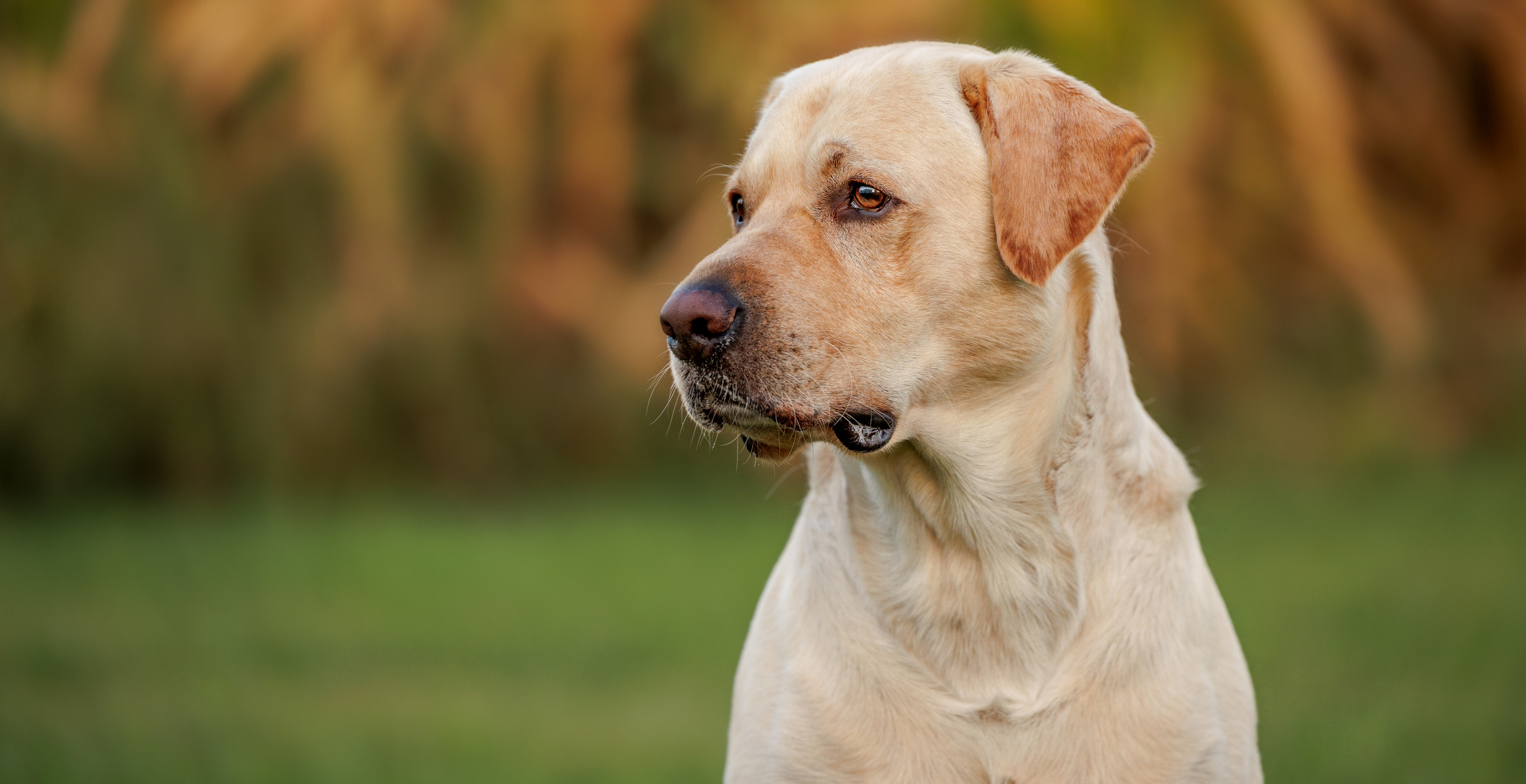 Yellow Labrador Able To Detect A Deadly Lung Infection Just By Its Smell