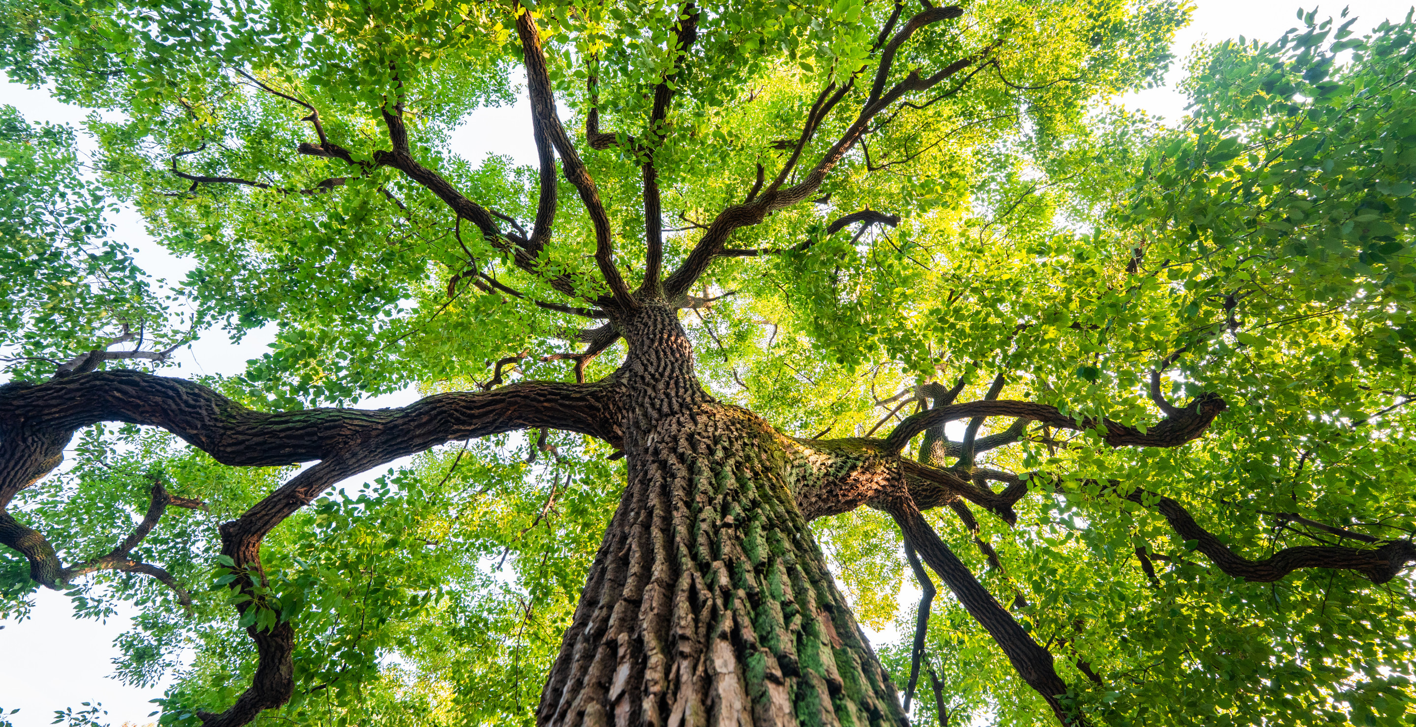 21-Year-Old Georgia Father Paralyzed After Tree Branch Falls on His Head