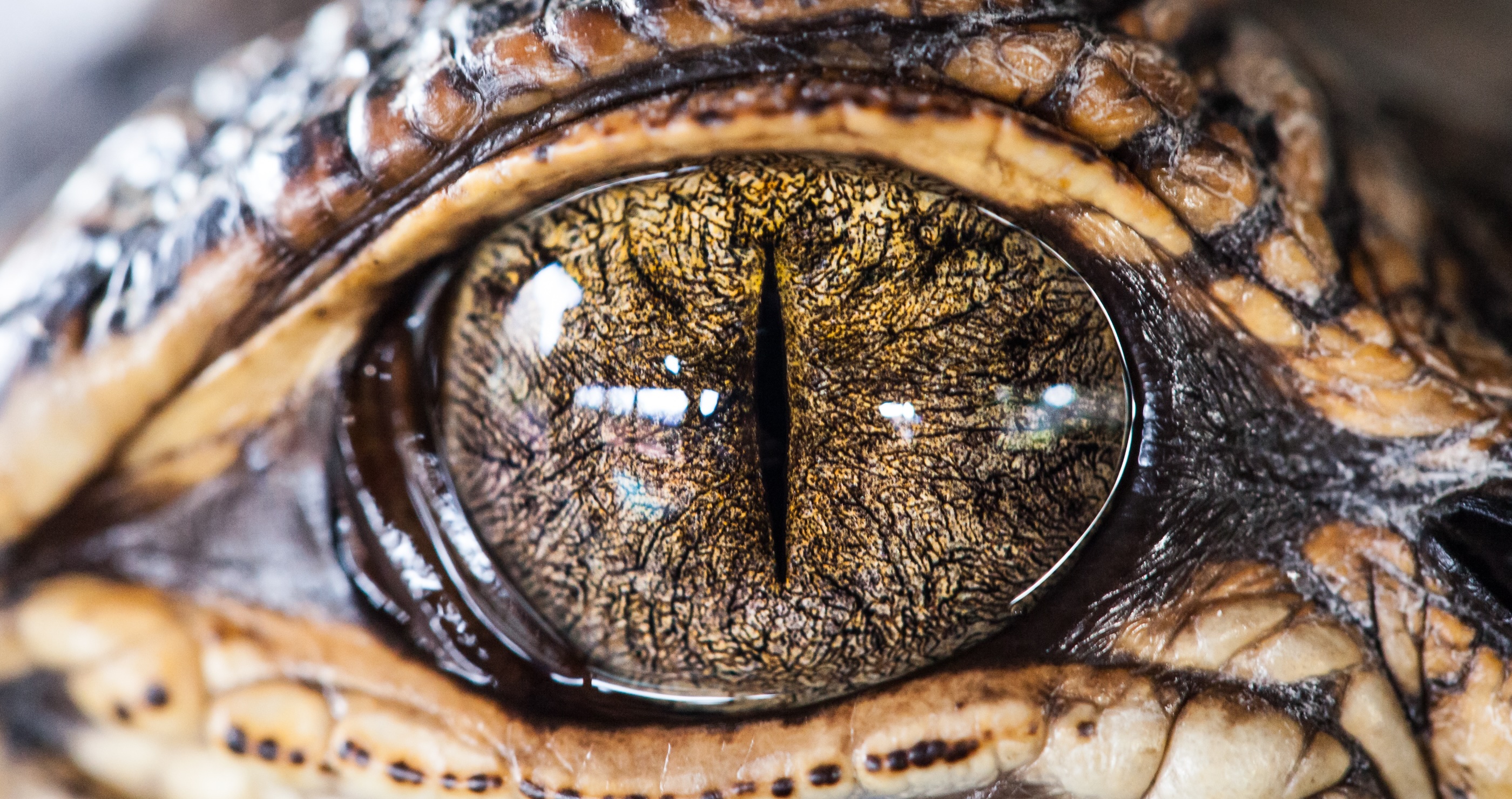 Australian Authorities Arrest A Man For Alleged Exotic Animal Farming During A Drug Raid