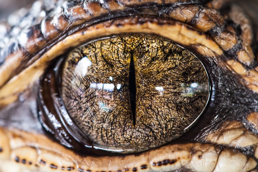 Australian Authorities Arrest A Man For Alleged Exotic Animal Farming During A Drug Raid