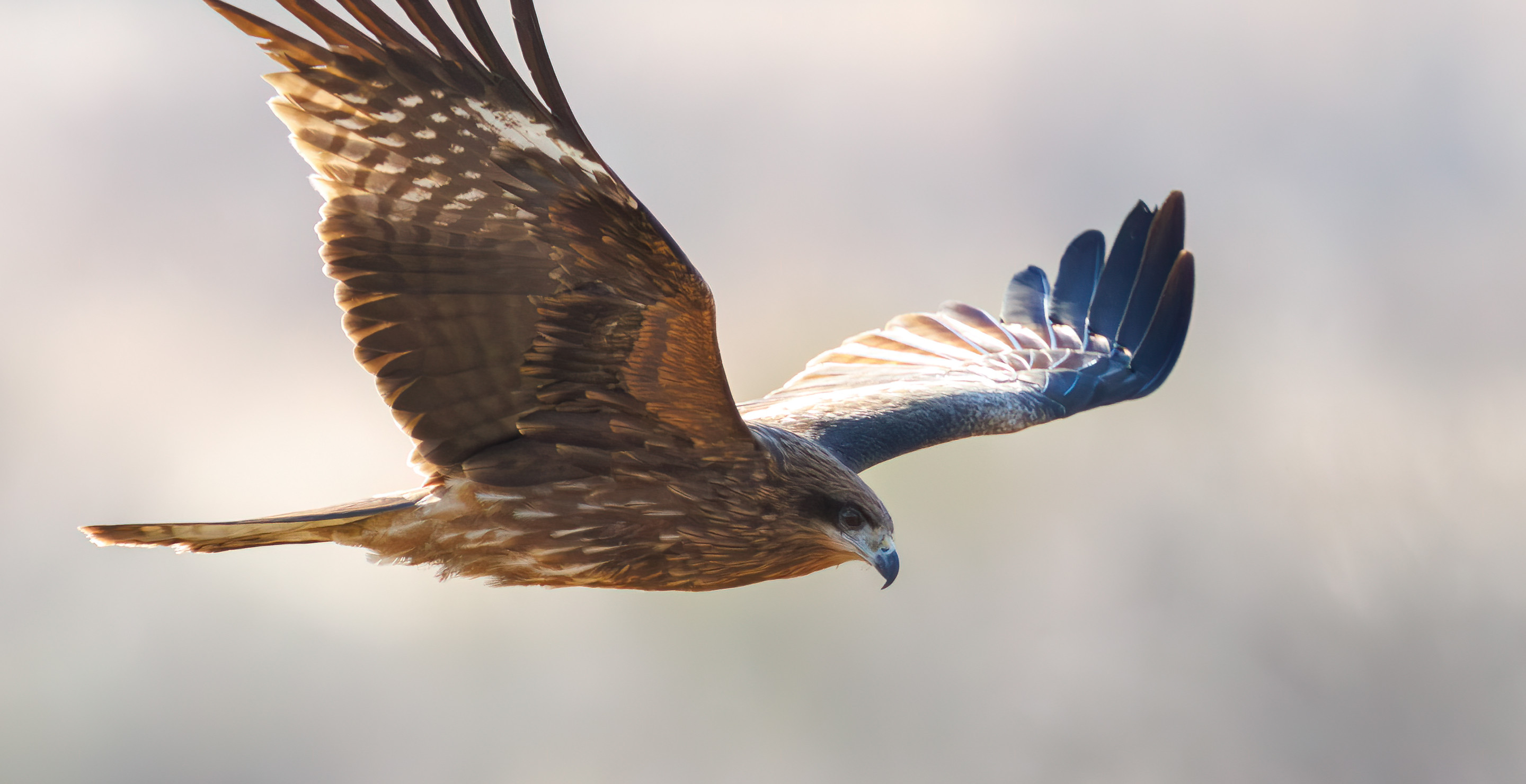 California Man Sentenced After Feeding a Hawk Liquor in Viral Video