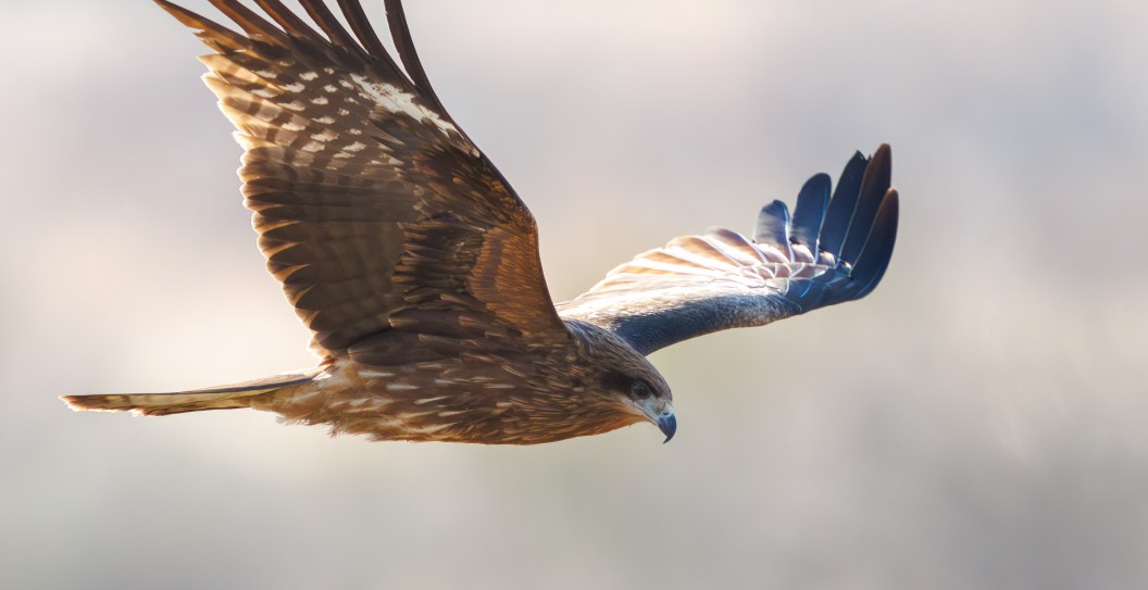 California Man Sentenced After Feeding a Hawk Liquor in Viral Video