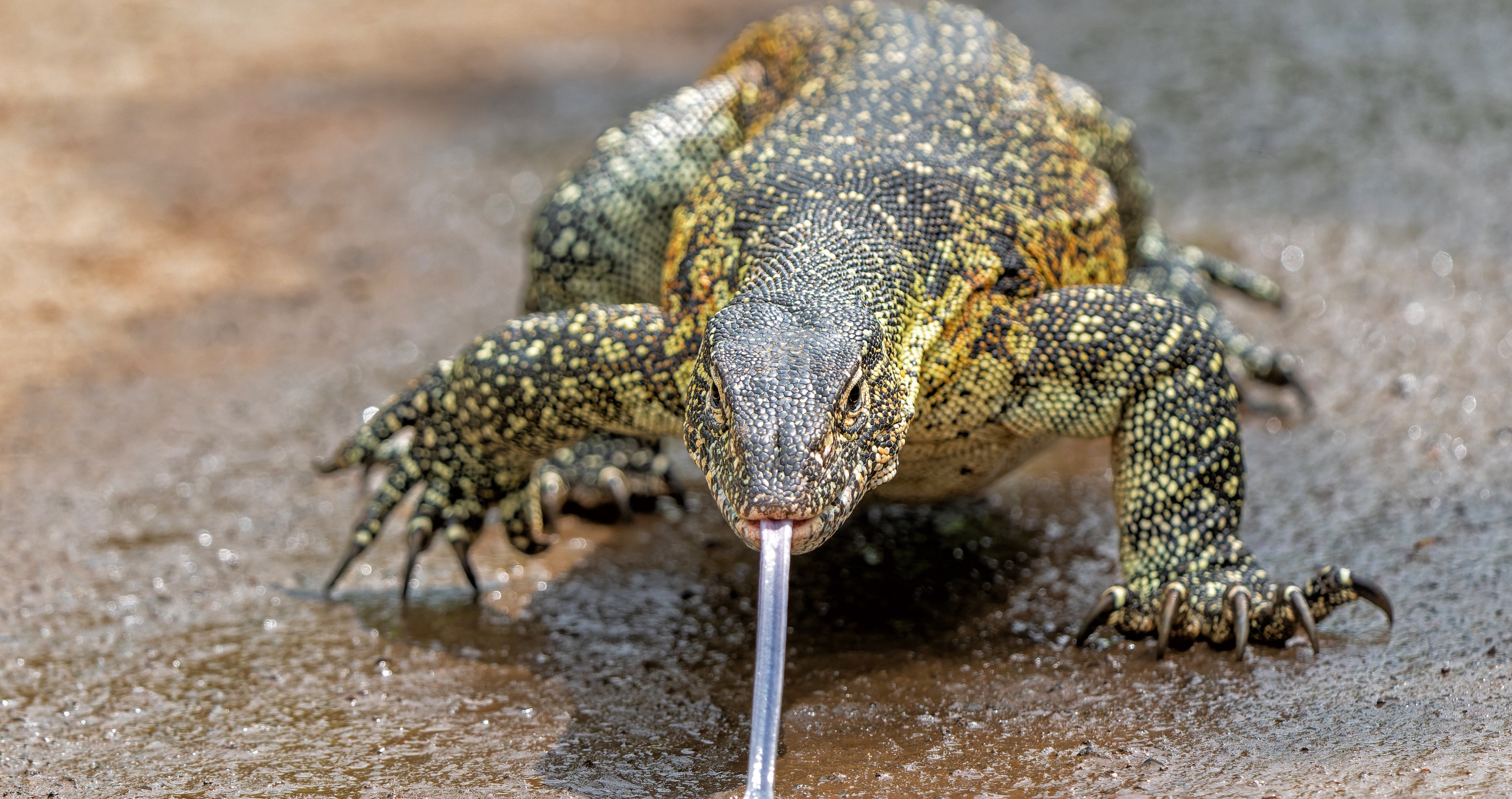 Florida Has A New Invasive Species And They Are Not Messing Around