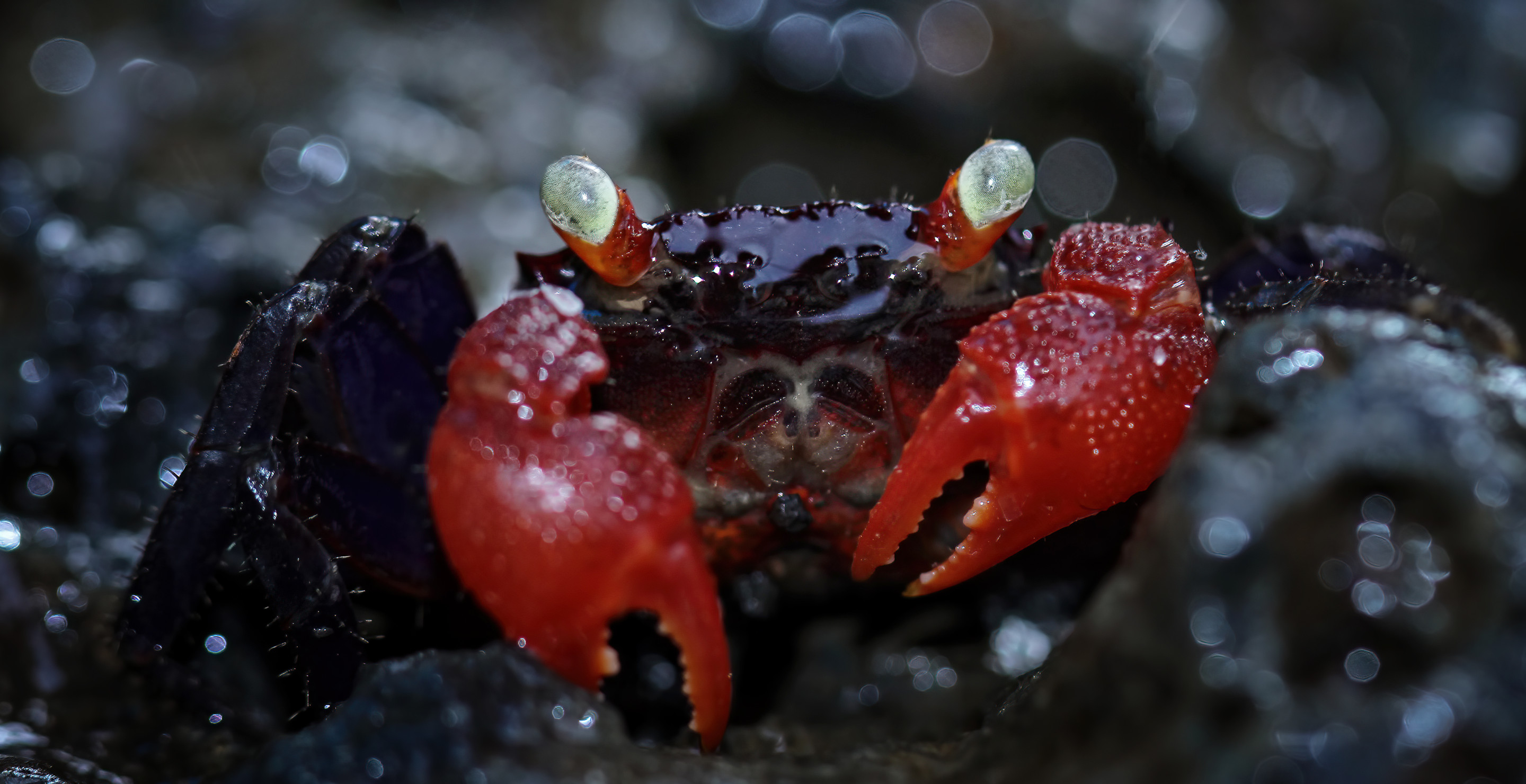 Food Influencer Dies After Eating Poisonous Devil Crab For Views