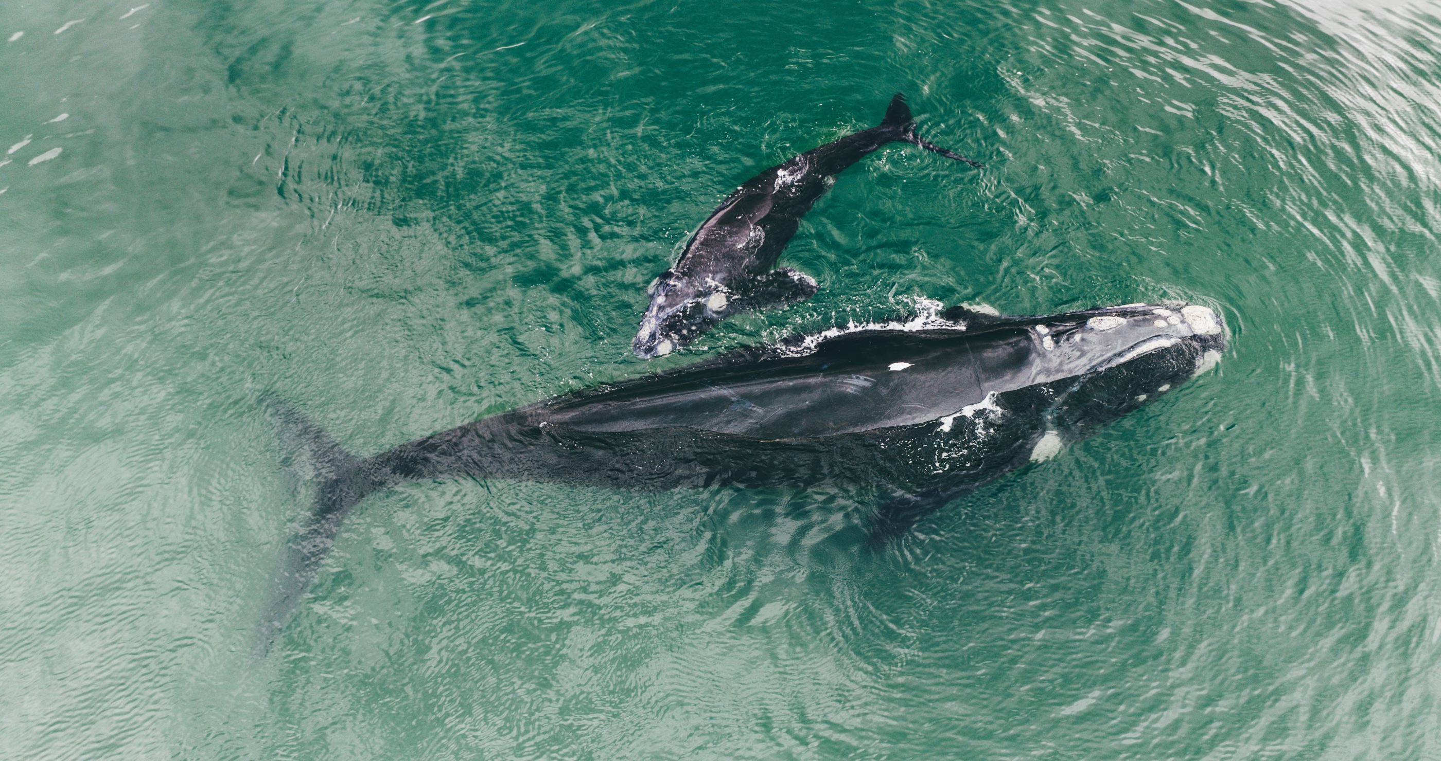 Incredible Video Captures The Moment A Massive Whale Surprises A Paddleboarder