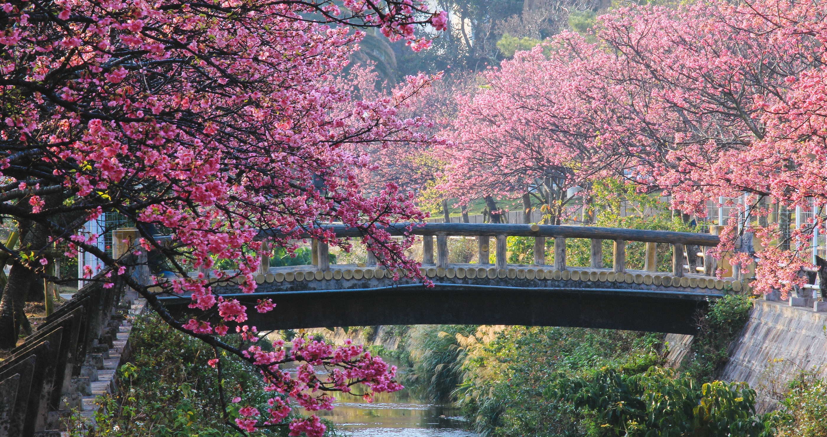 Japan's Cherry Blossom Festival Is Cancelled Because Of Tourists' Behavior
