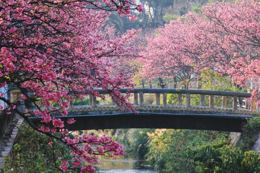 Japan's Cherry Blossom Festival Is Cancelled Because Of Tourists' Behavior