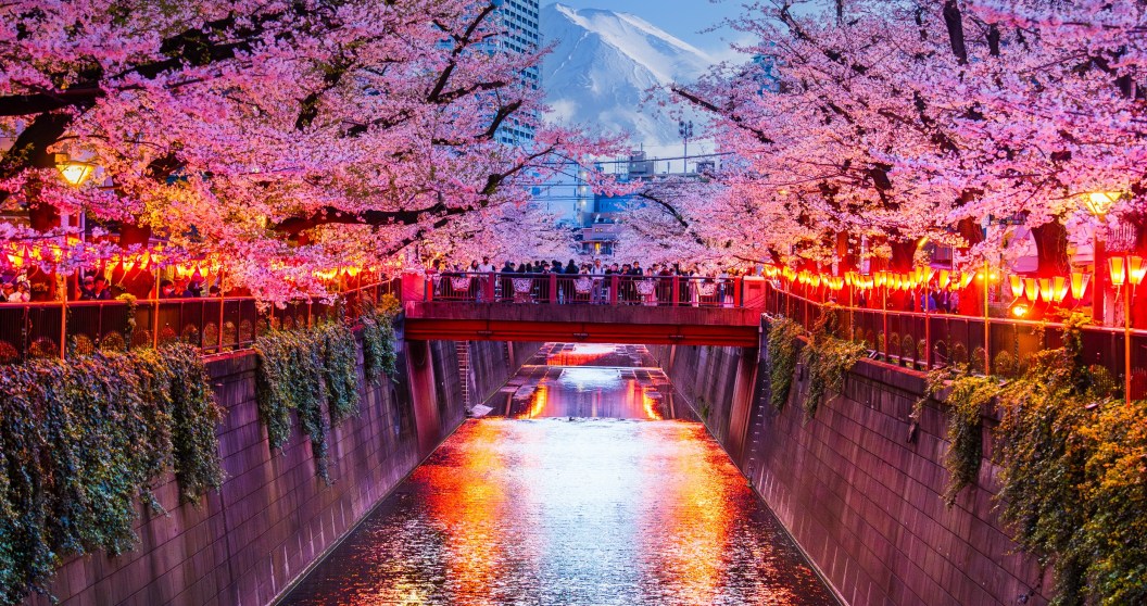 Japan's Cherry Blossom Festival Is Cancelled Because Of Tourists' Behavior