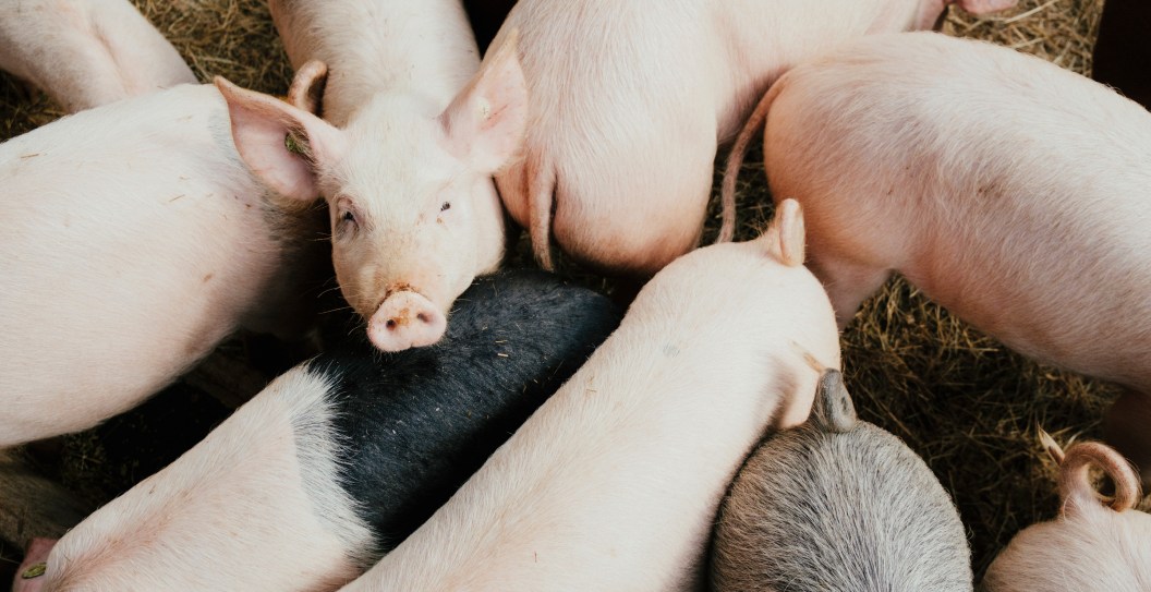 New York Man Sentenced For Trying to Hire Hit Man to Feed Girlfriend's Ex to the Pigs
