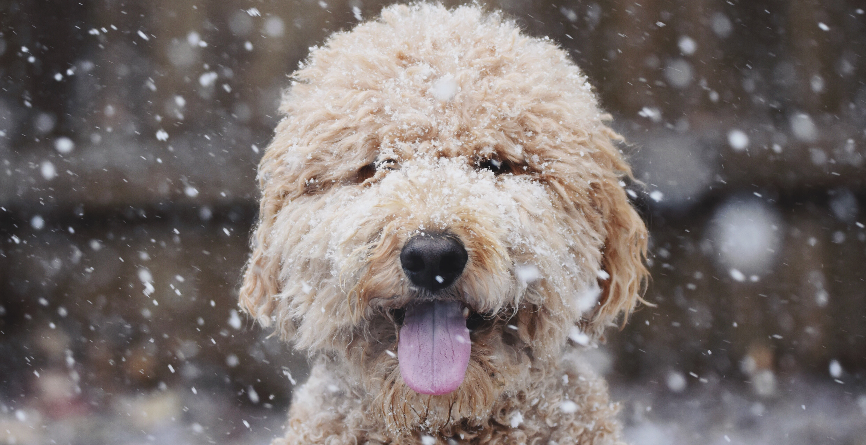 North Carolina Vet Tech Fired And Faces Legal Woes After Rescuing Dog Abandoned in the Cold